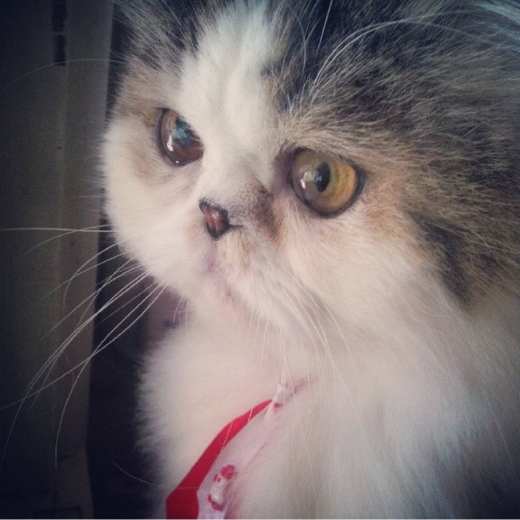 Nicolas