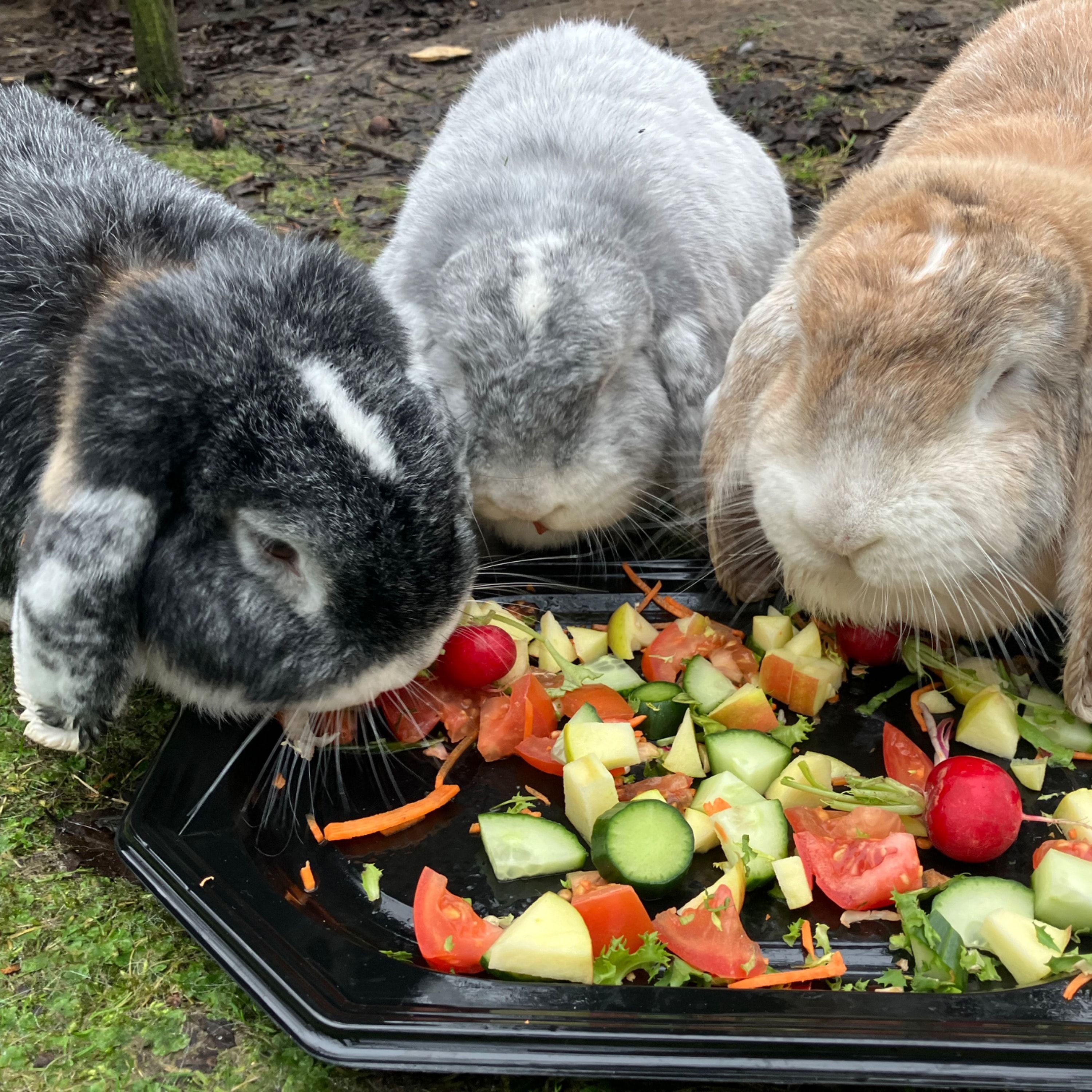 Blacky, Flappy, Marie & Milo