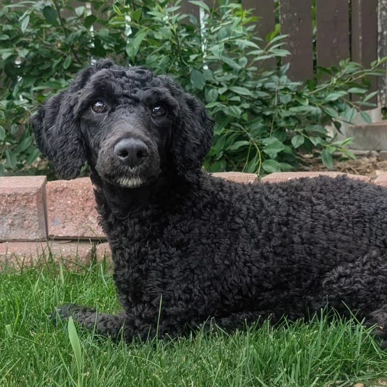 Dolly