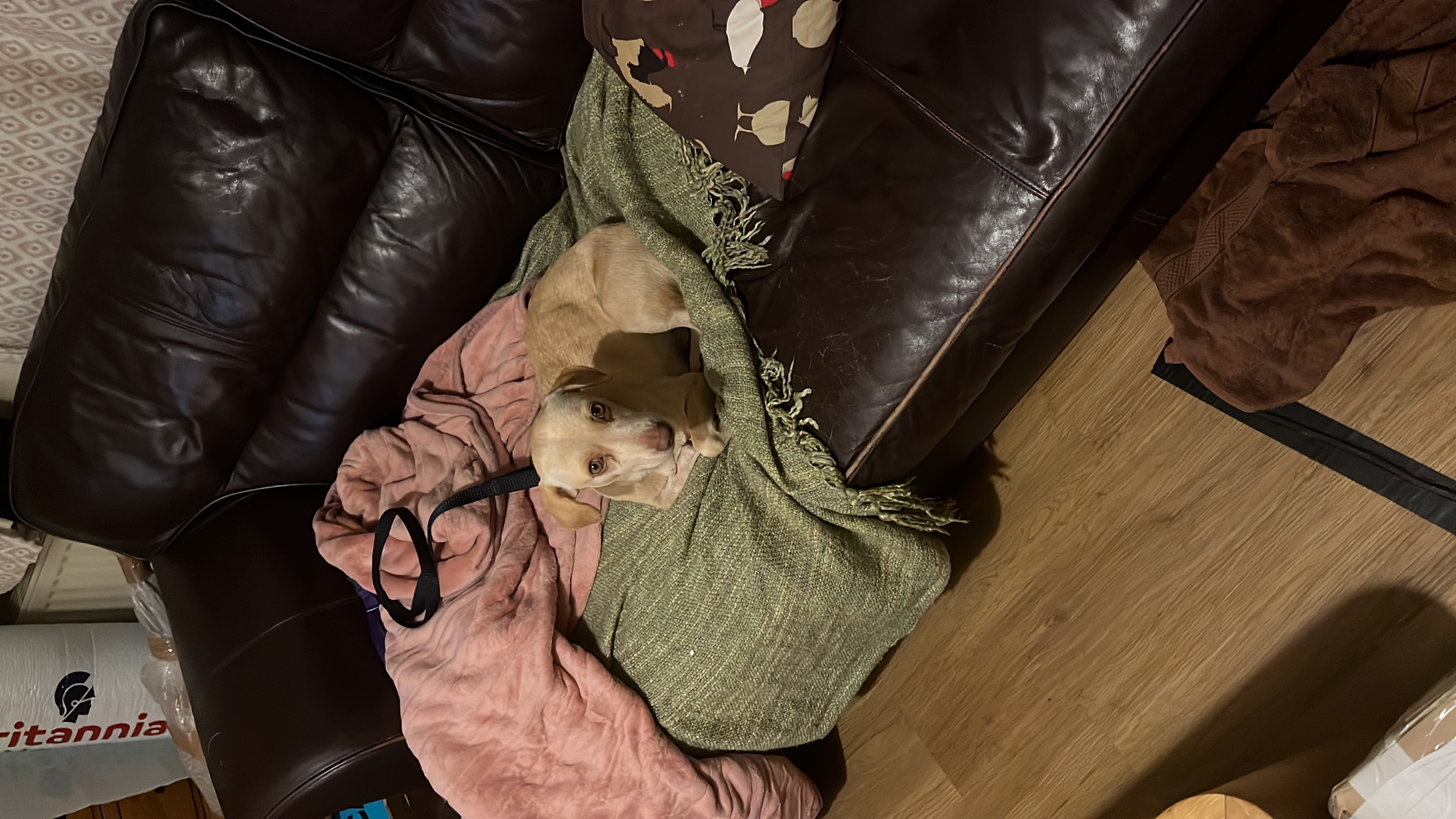 image-21