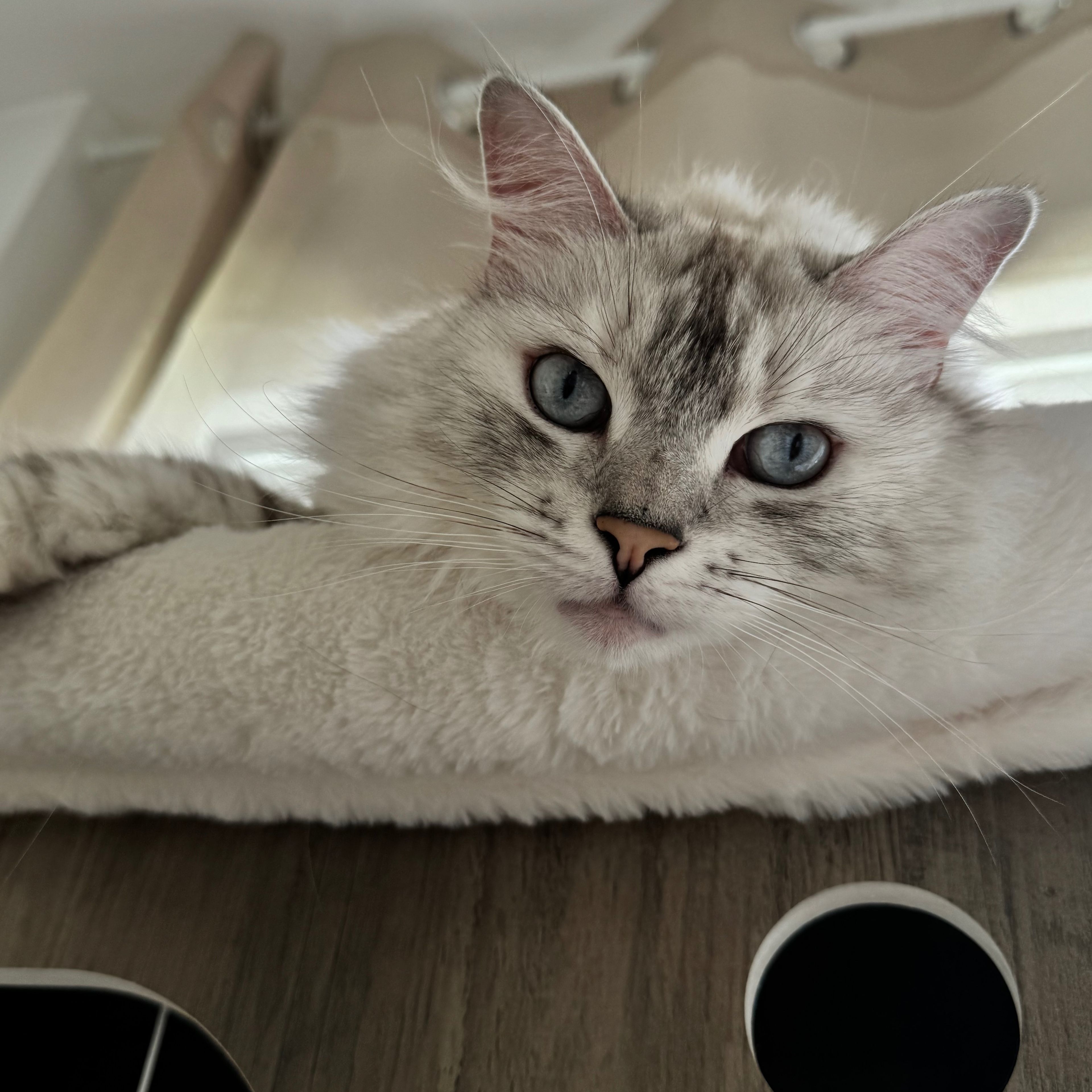 Mew