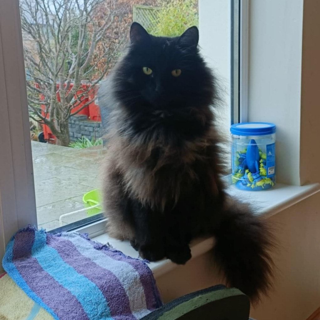 Loki