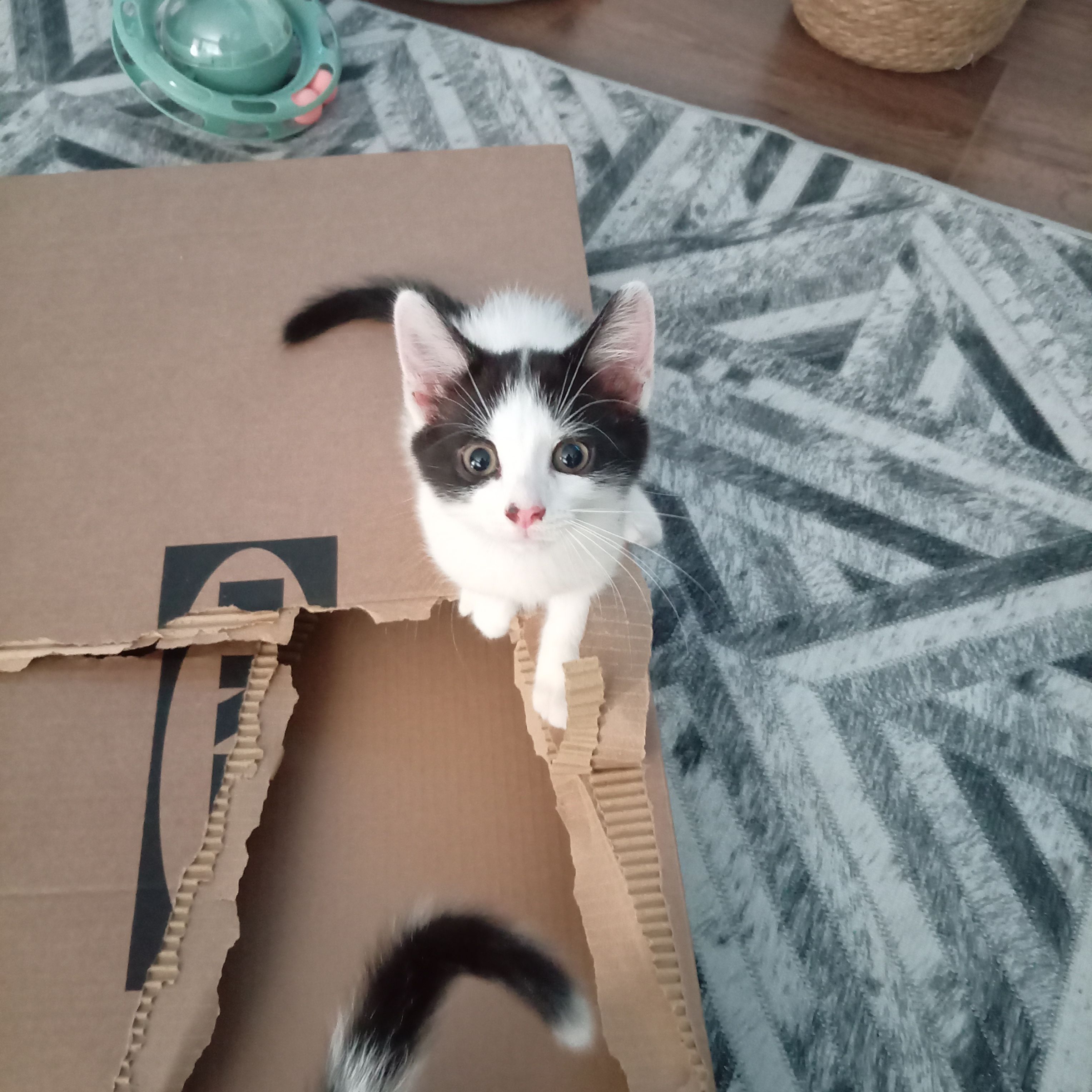 Gus