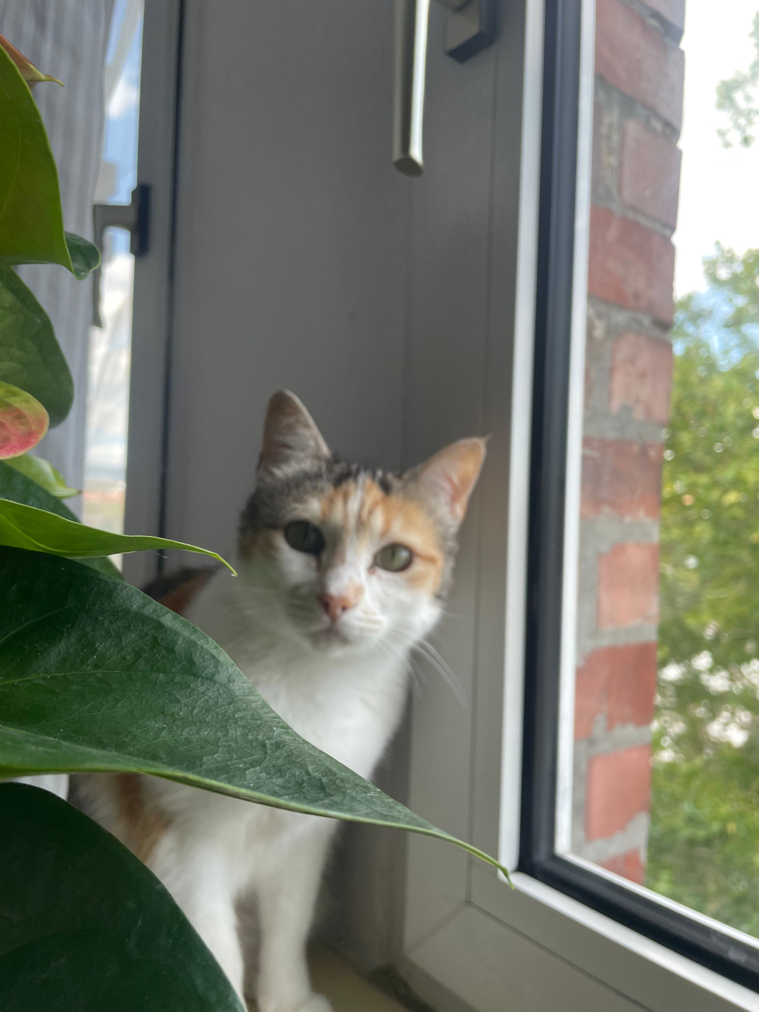 image-6