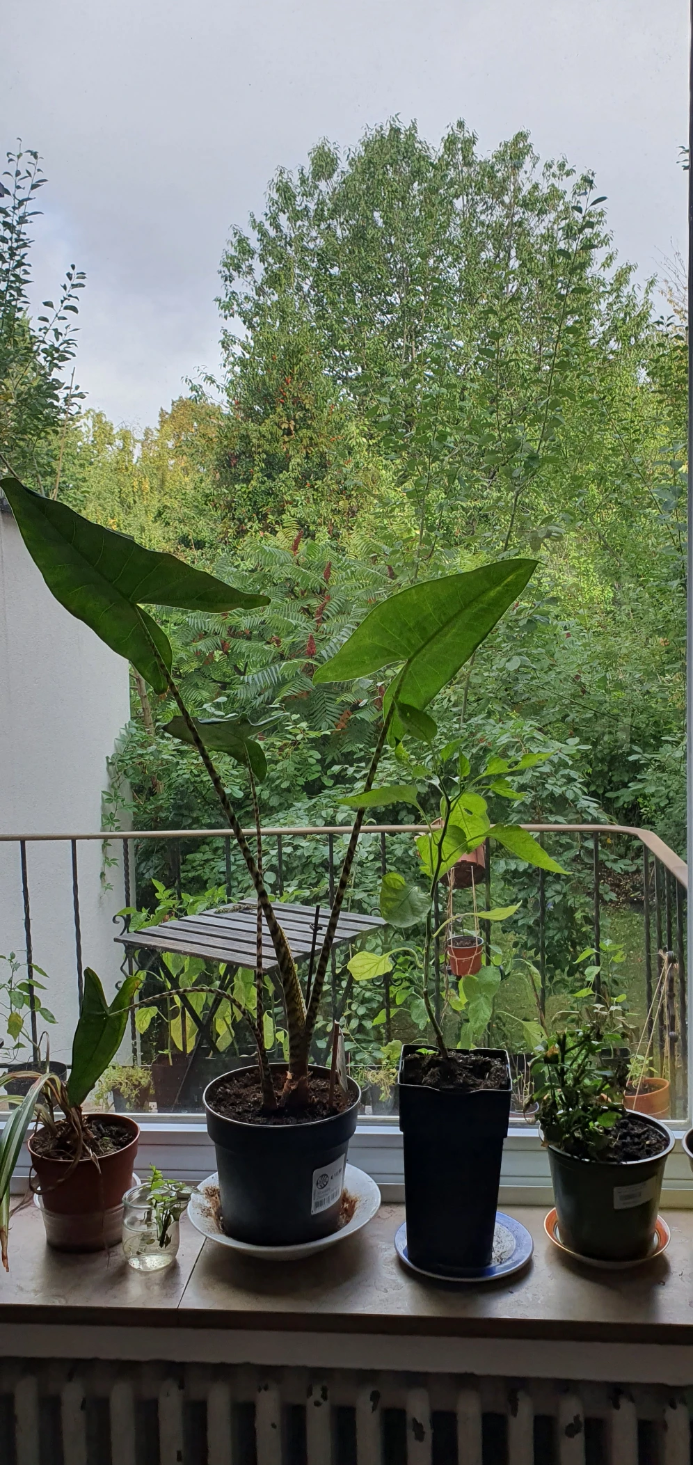 image-10