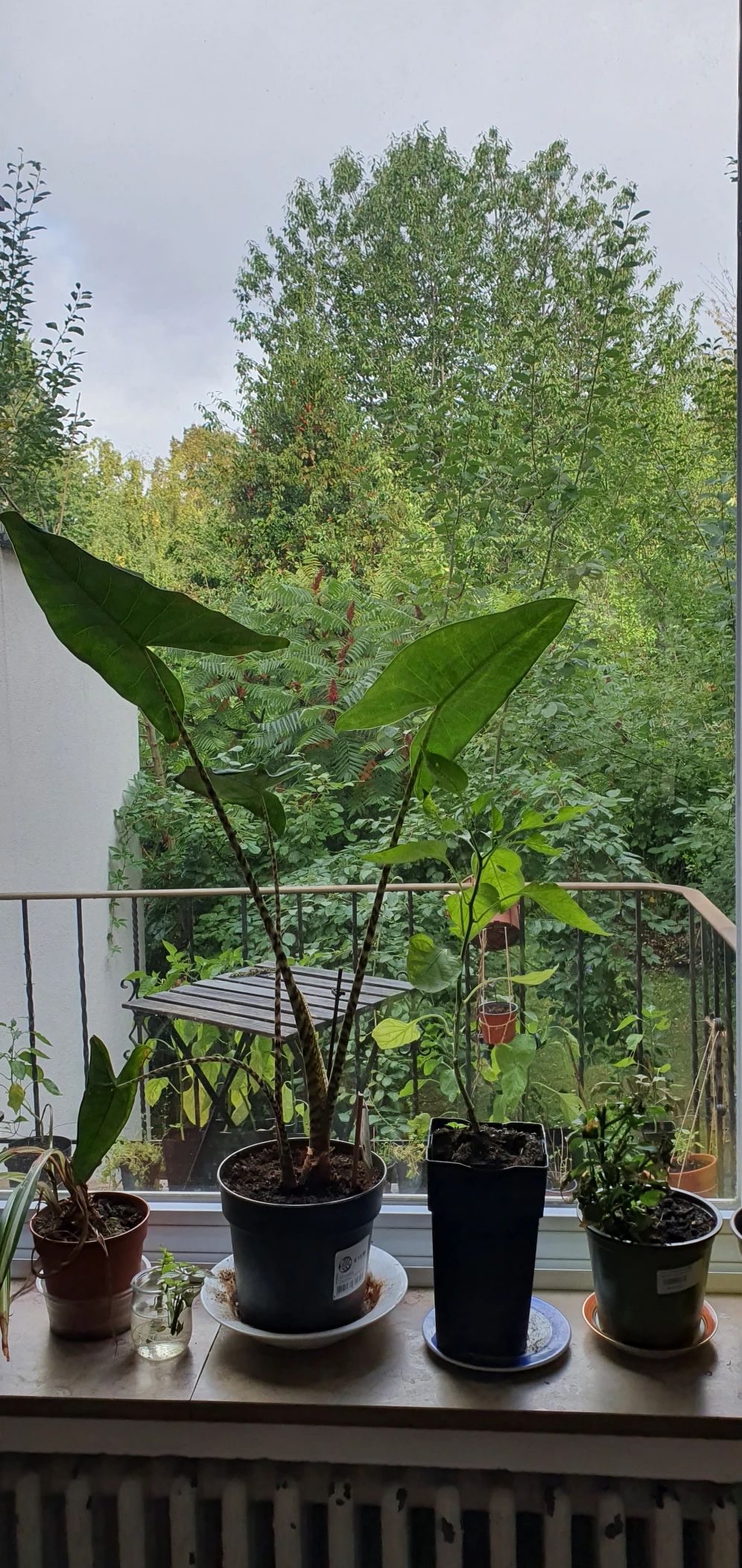 image-10