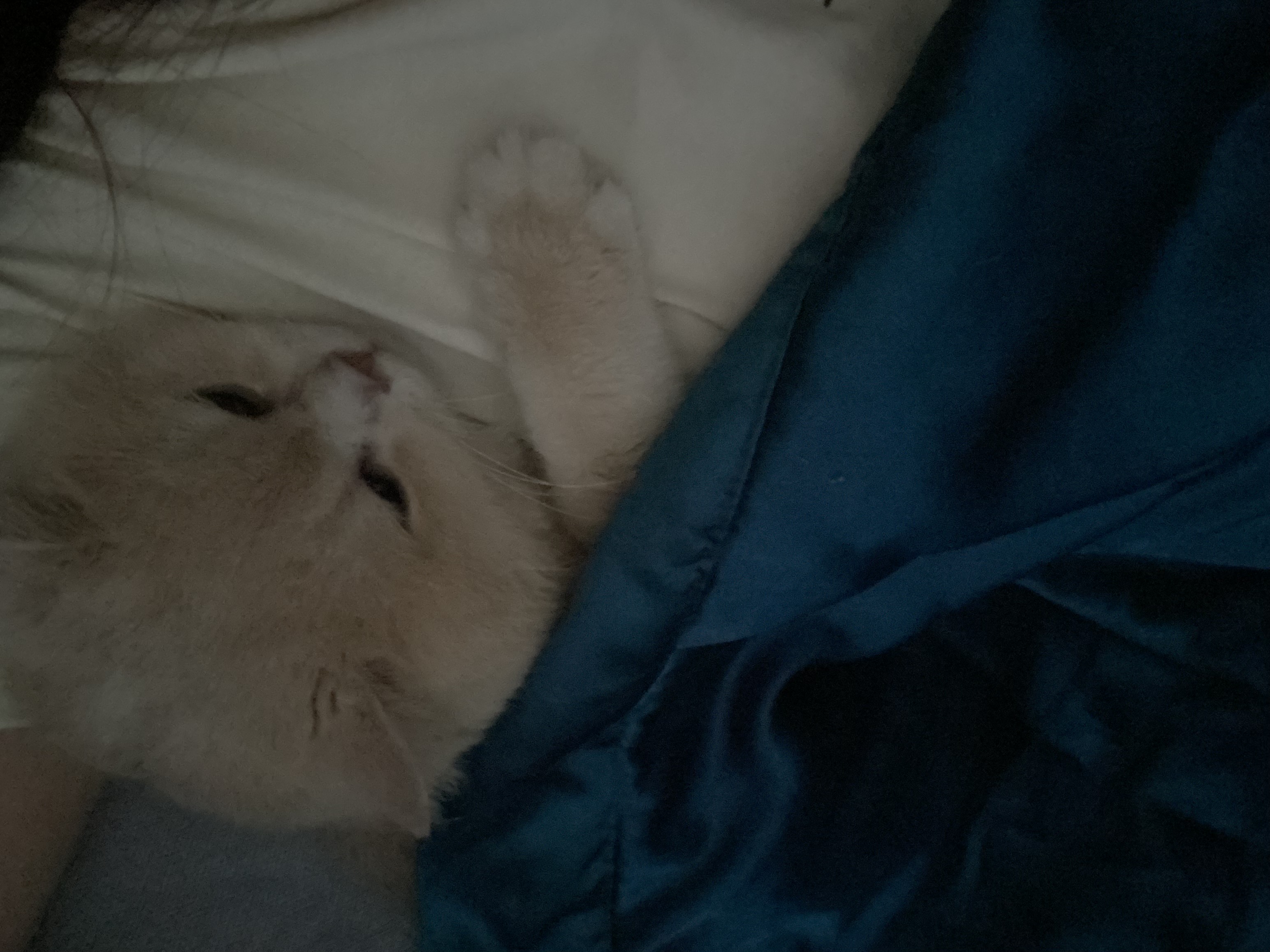 image-7