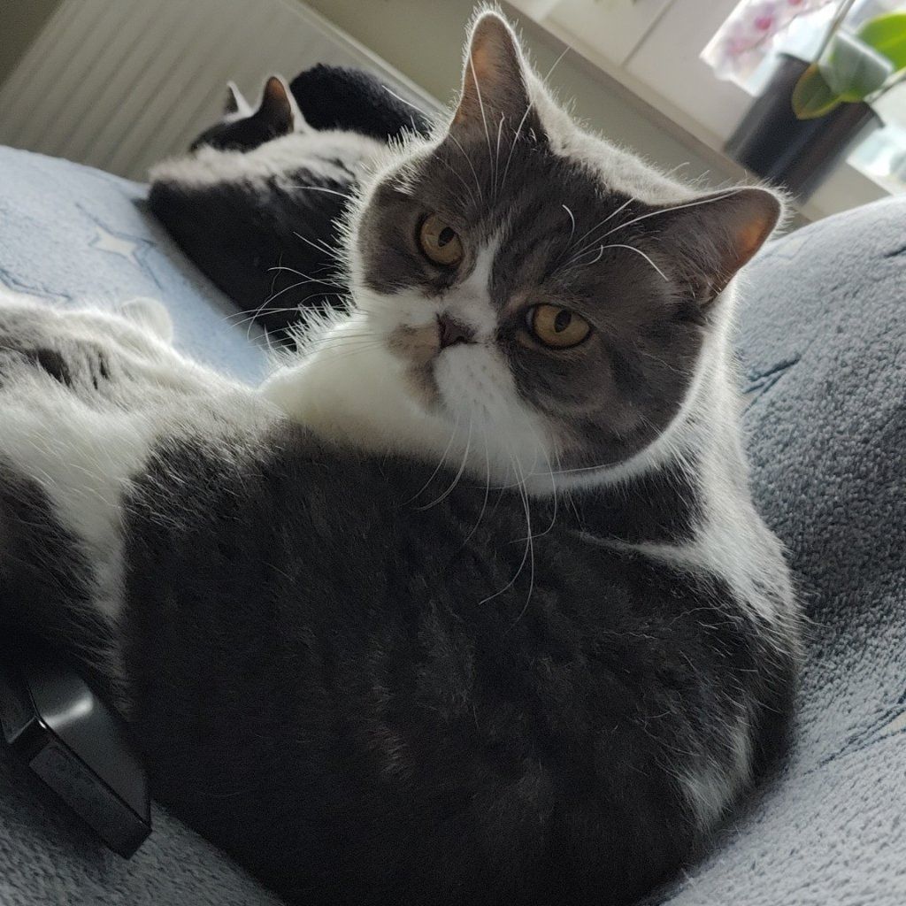 Monty