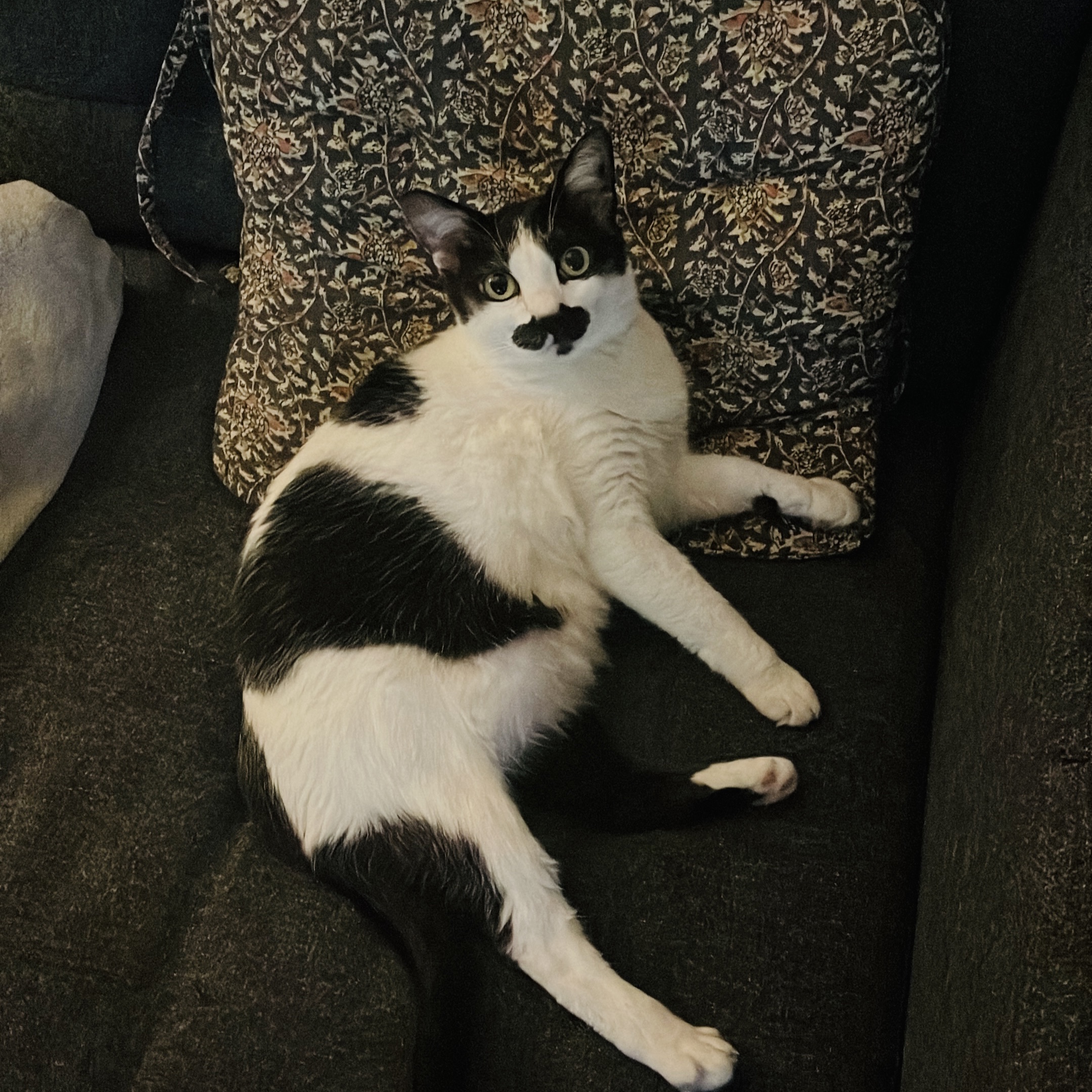 Zappa