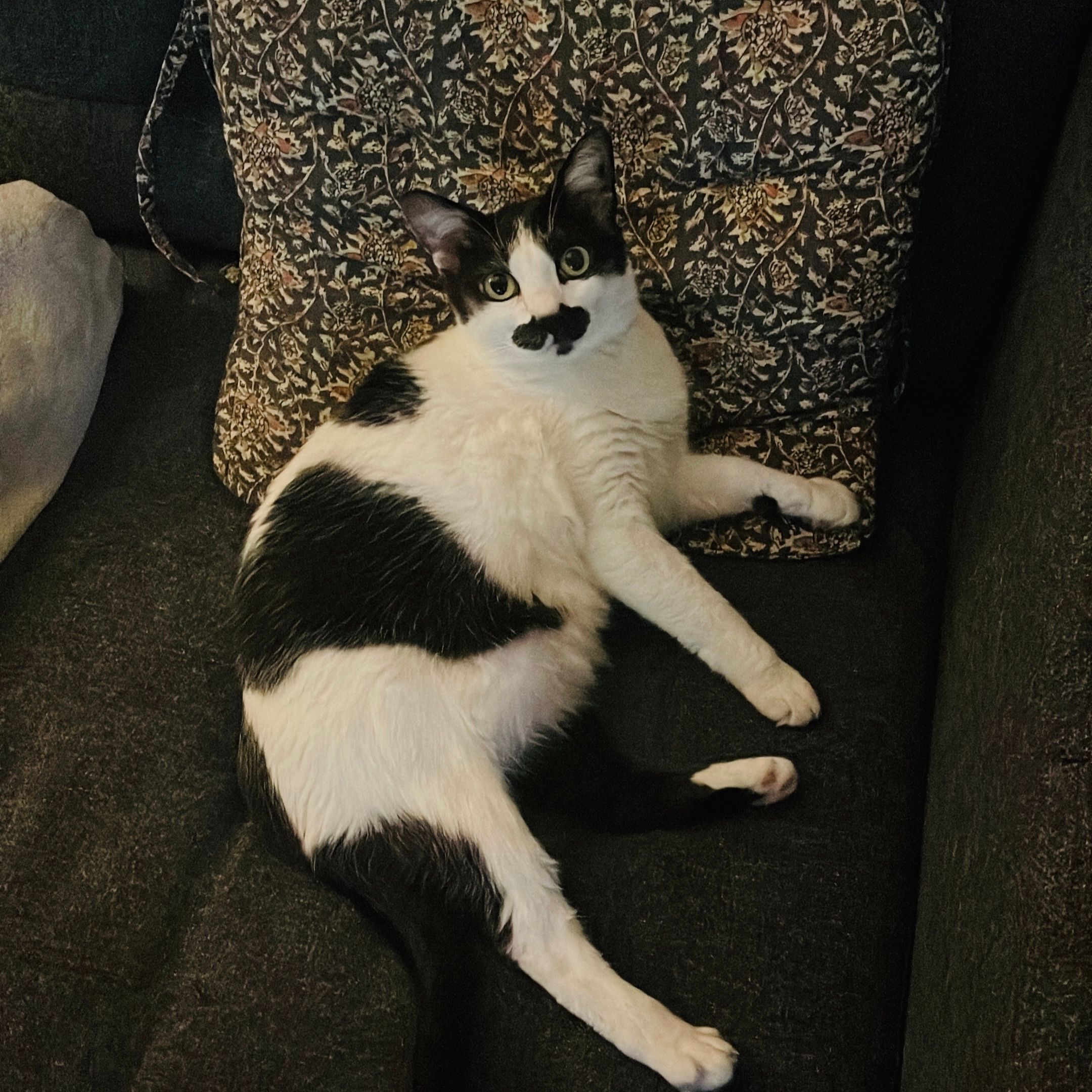 Zappa