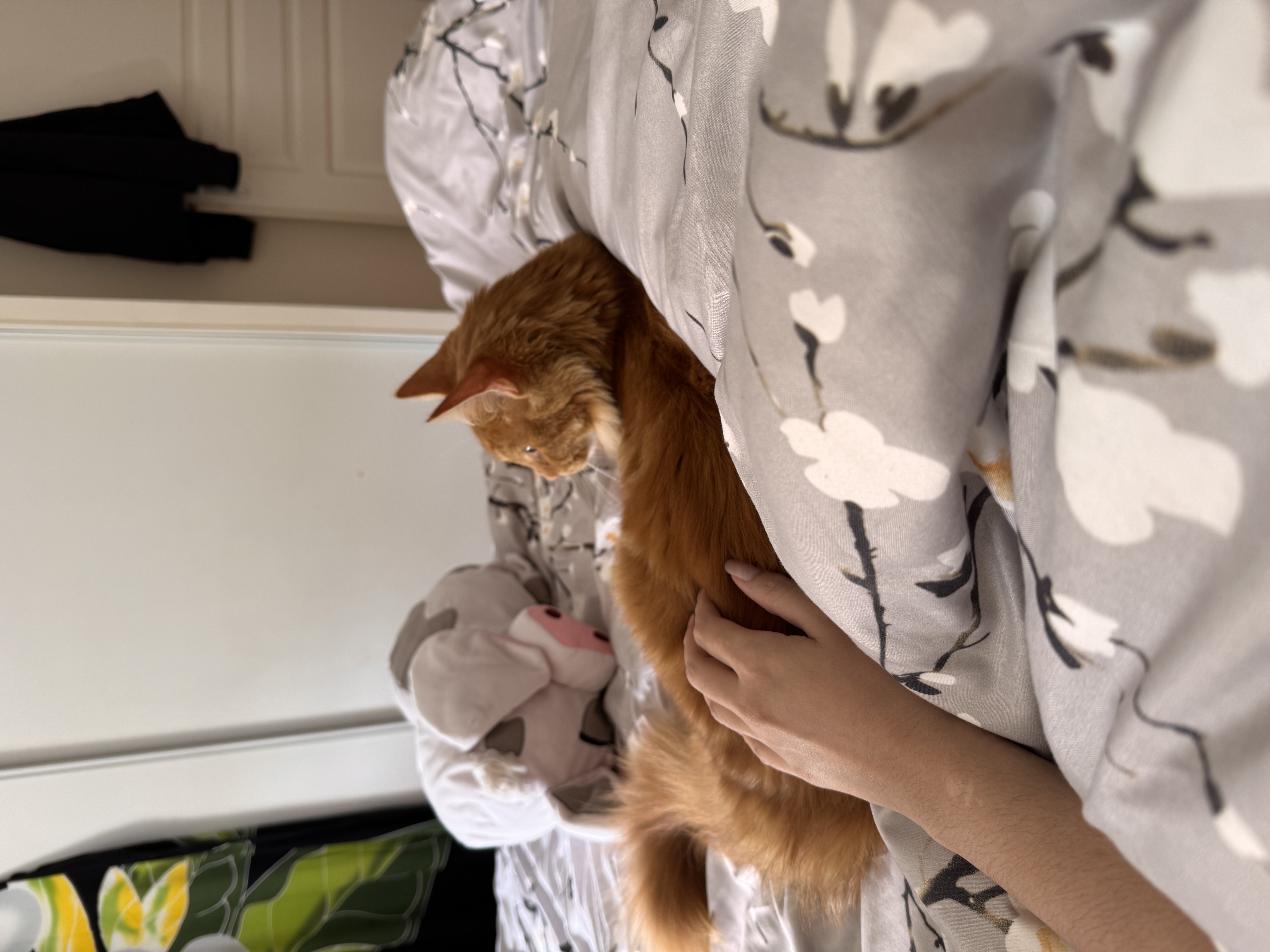 image-11