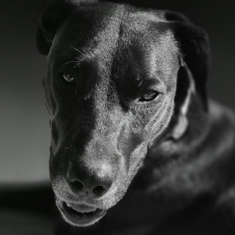 Cara