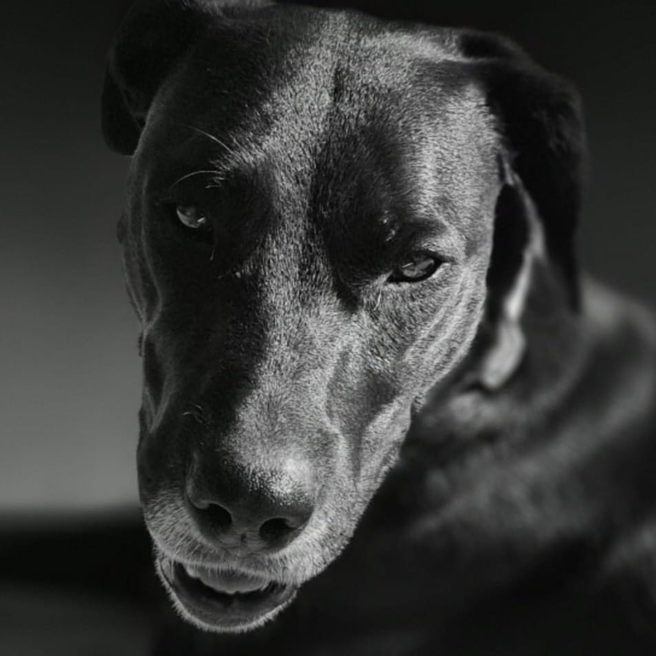 Cara