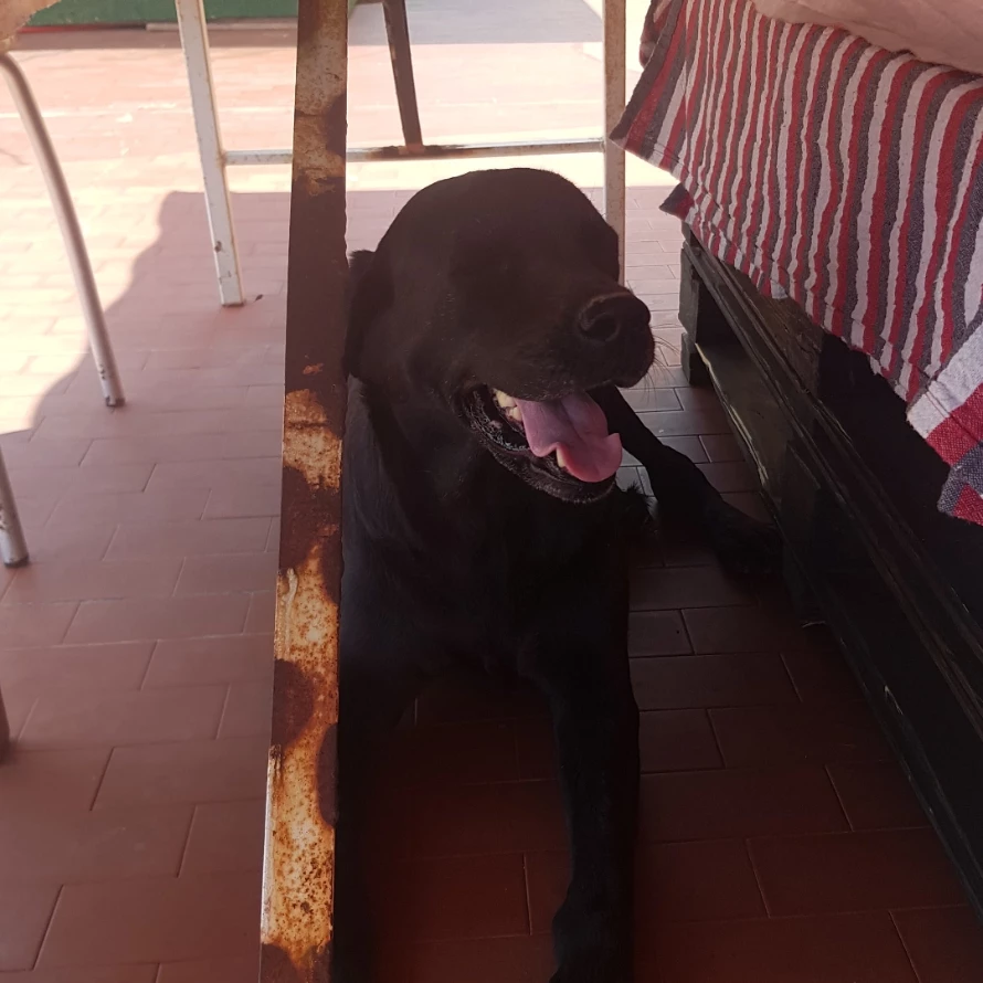 maya