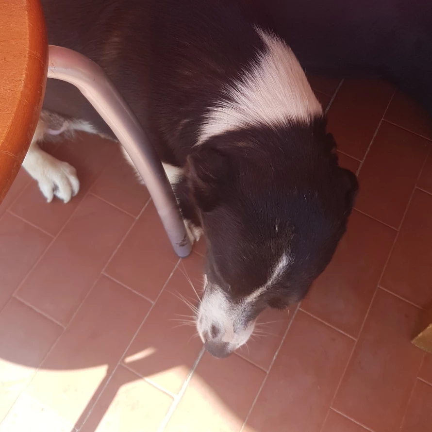 chloe