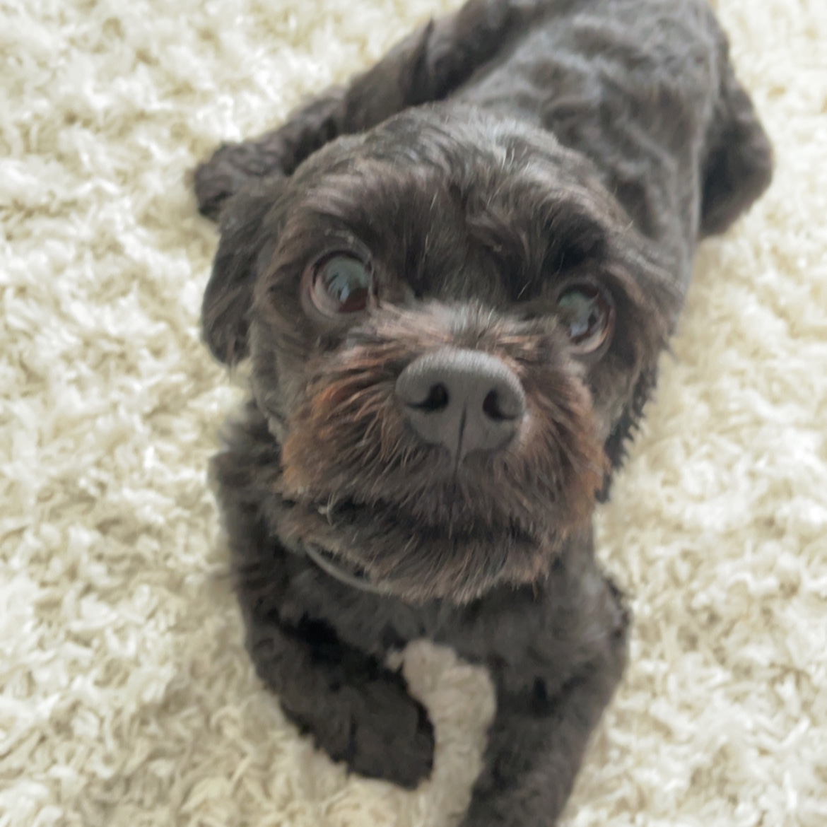 Luca