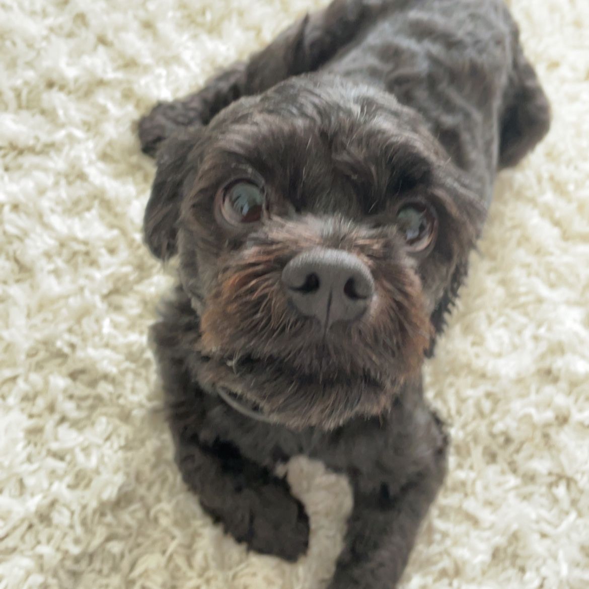 Luca