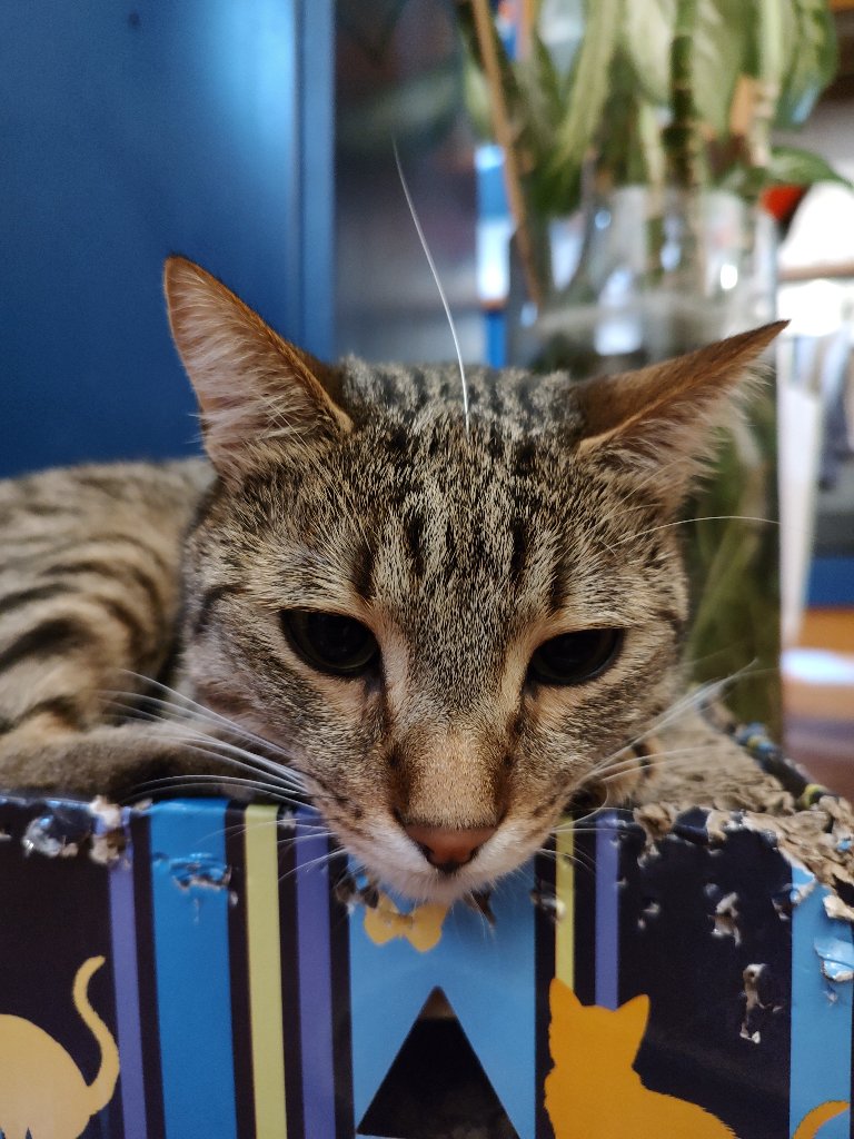 Timo