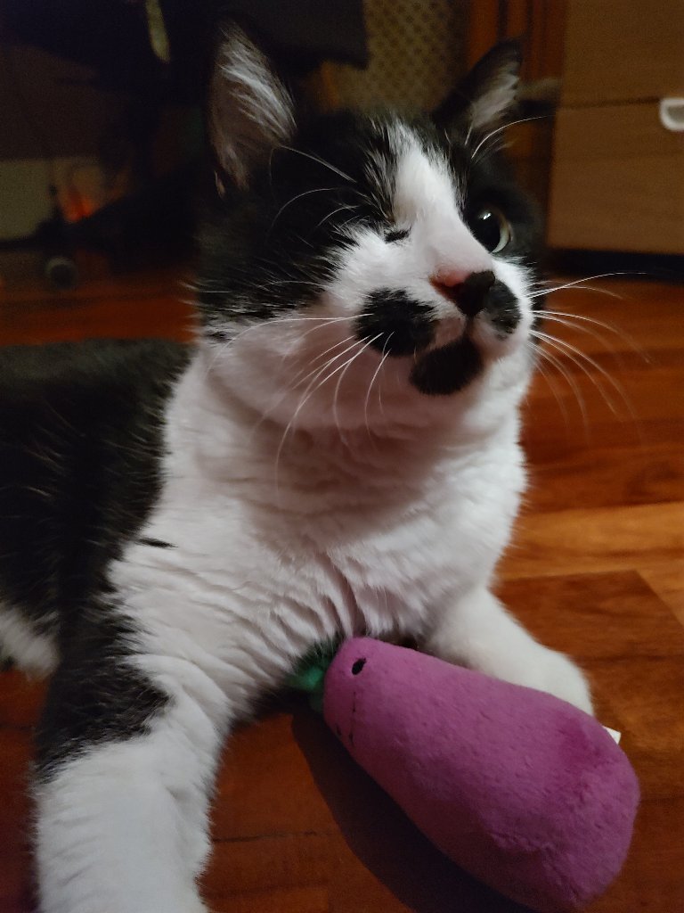 Gnappo