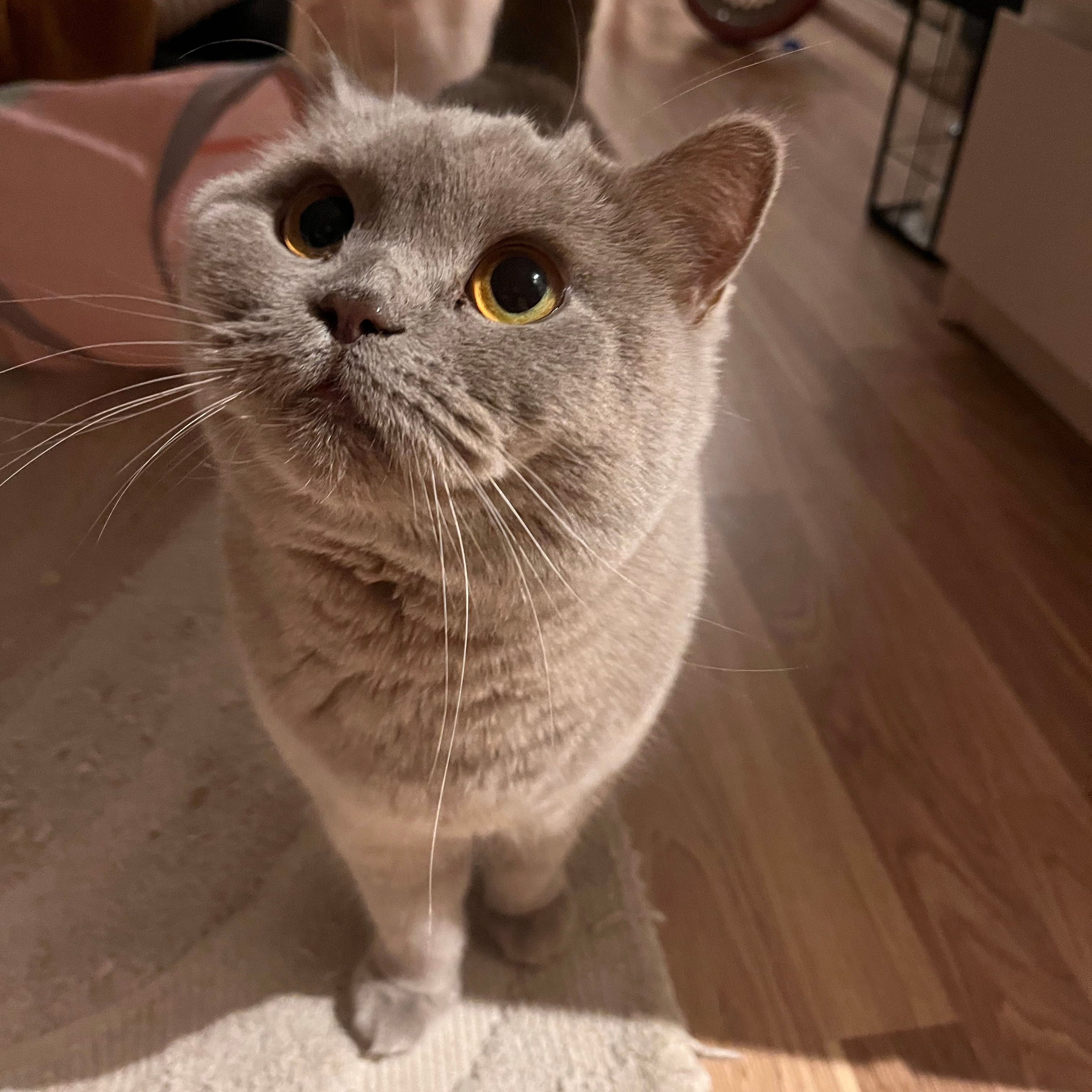 Lola