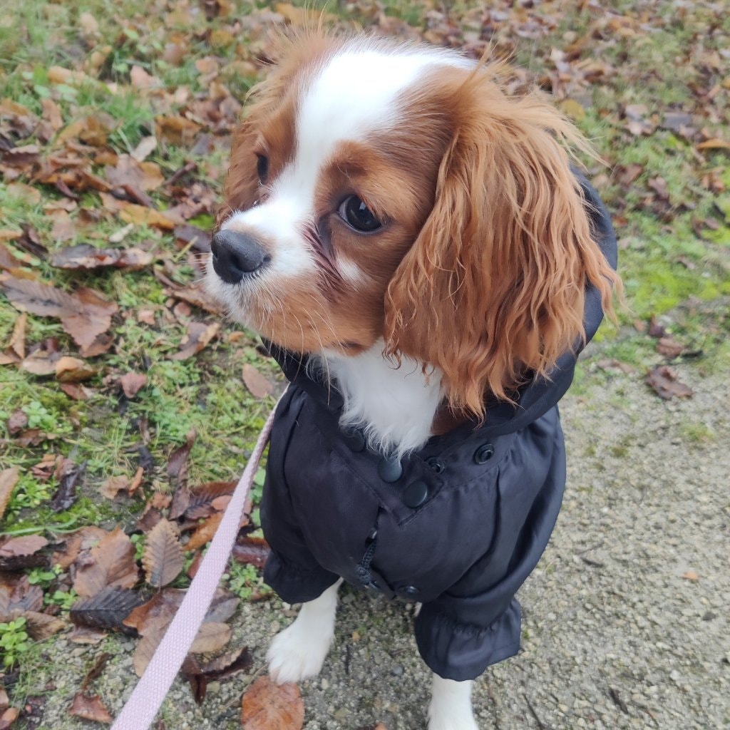 Fleur