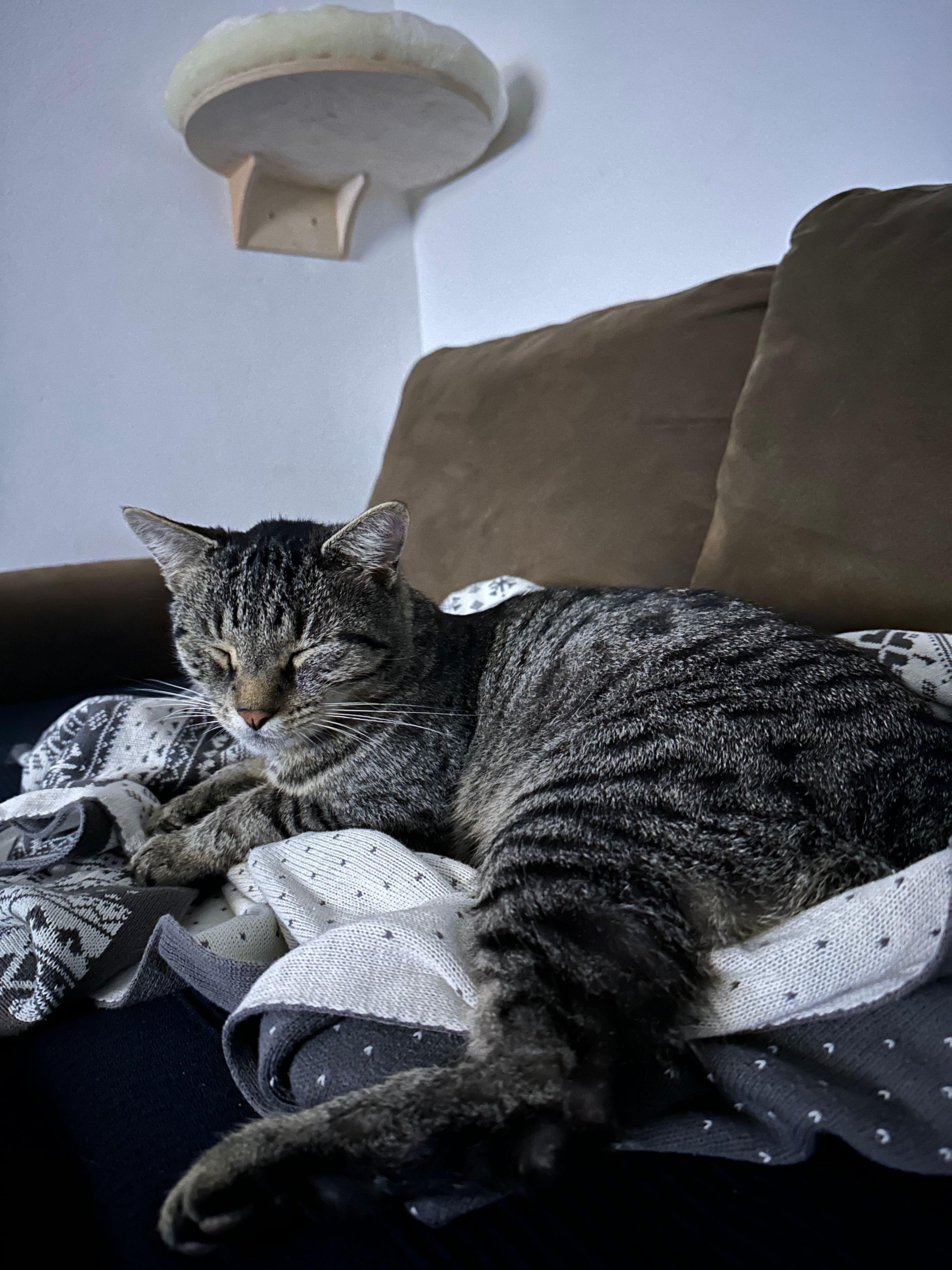 image-7