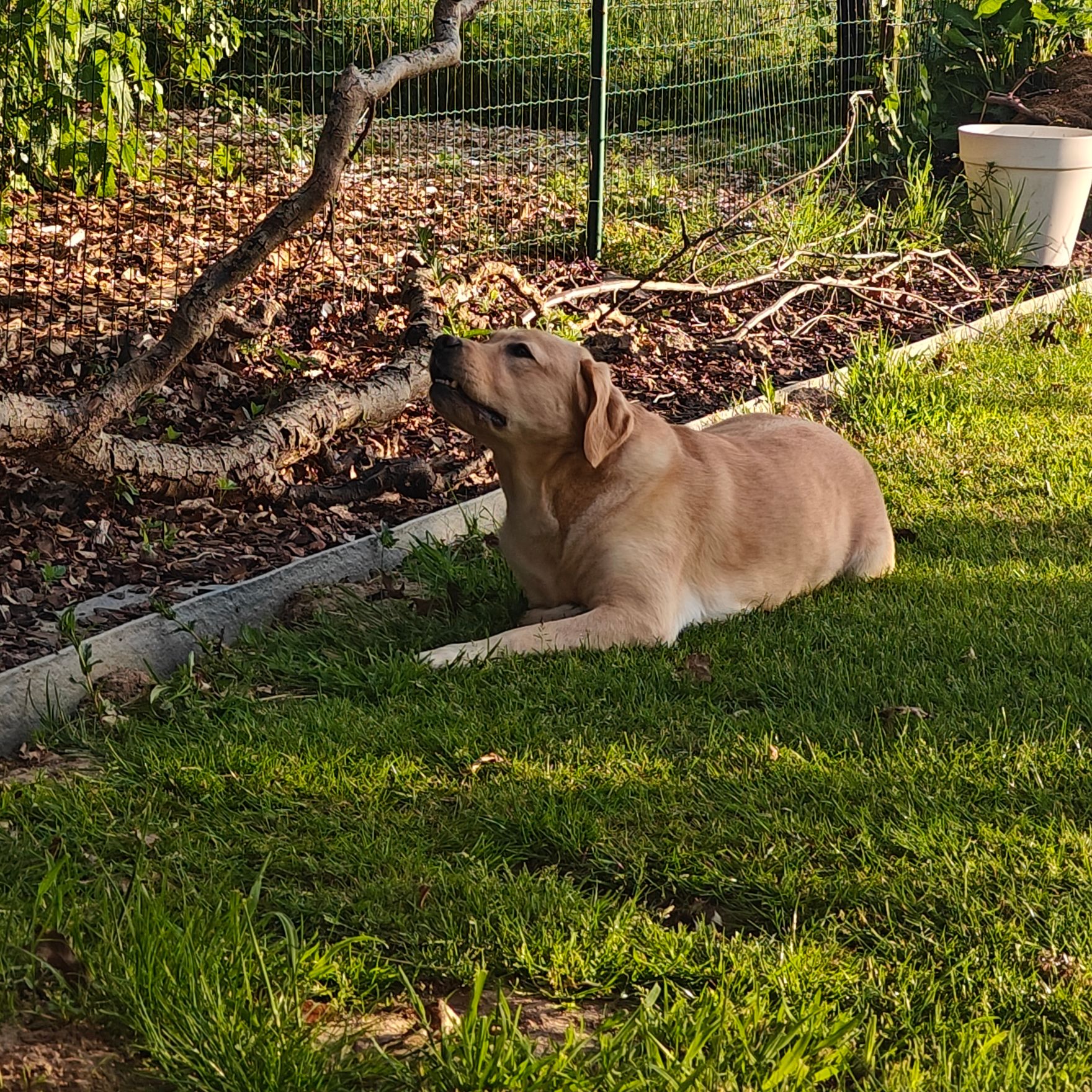 Nala