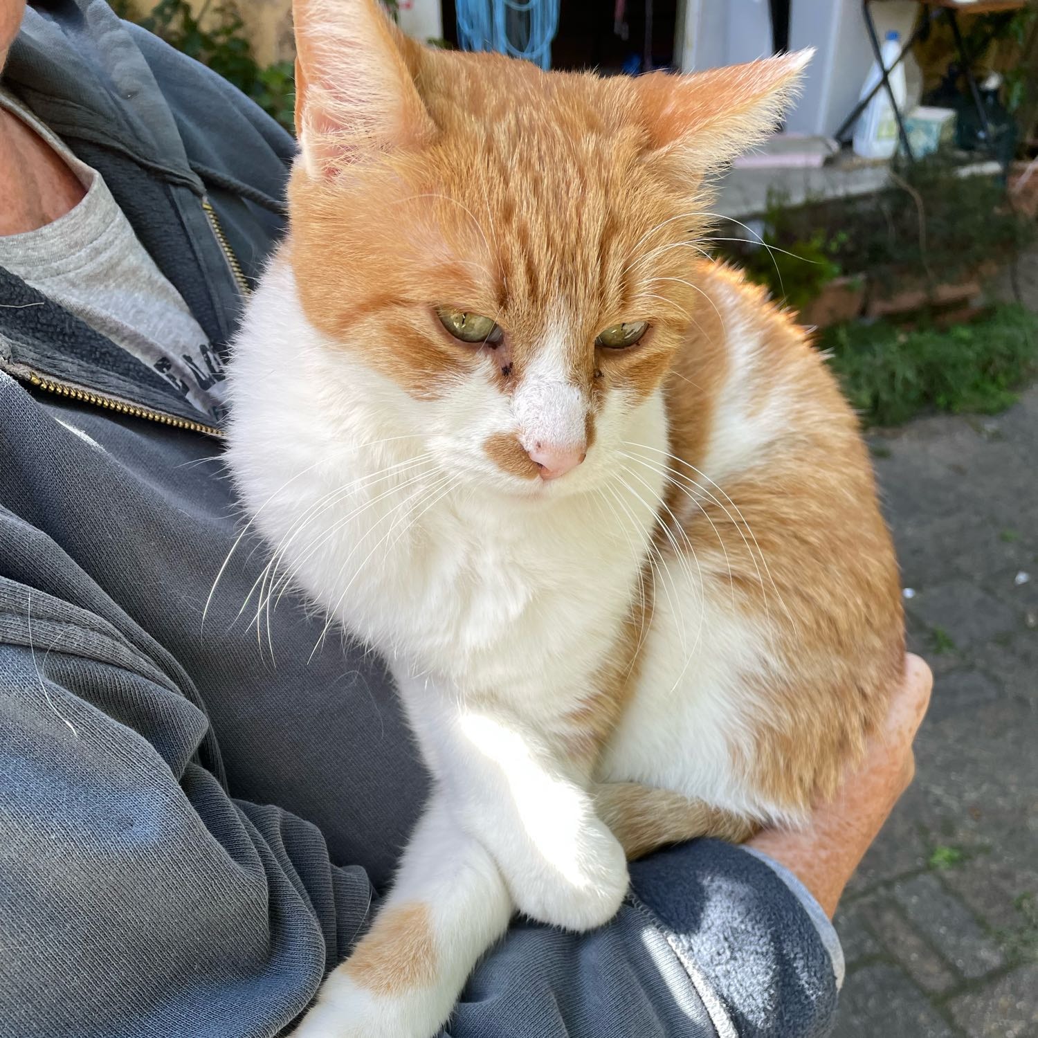 Frank