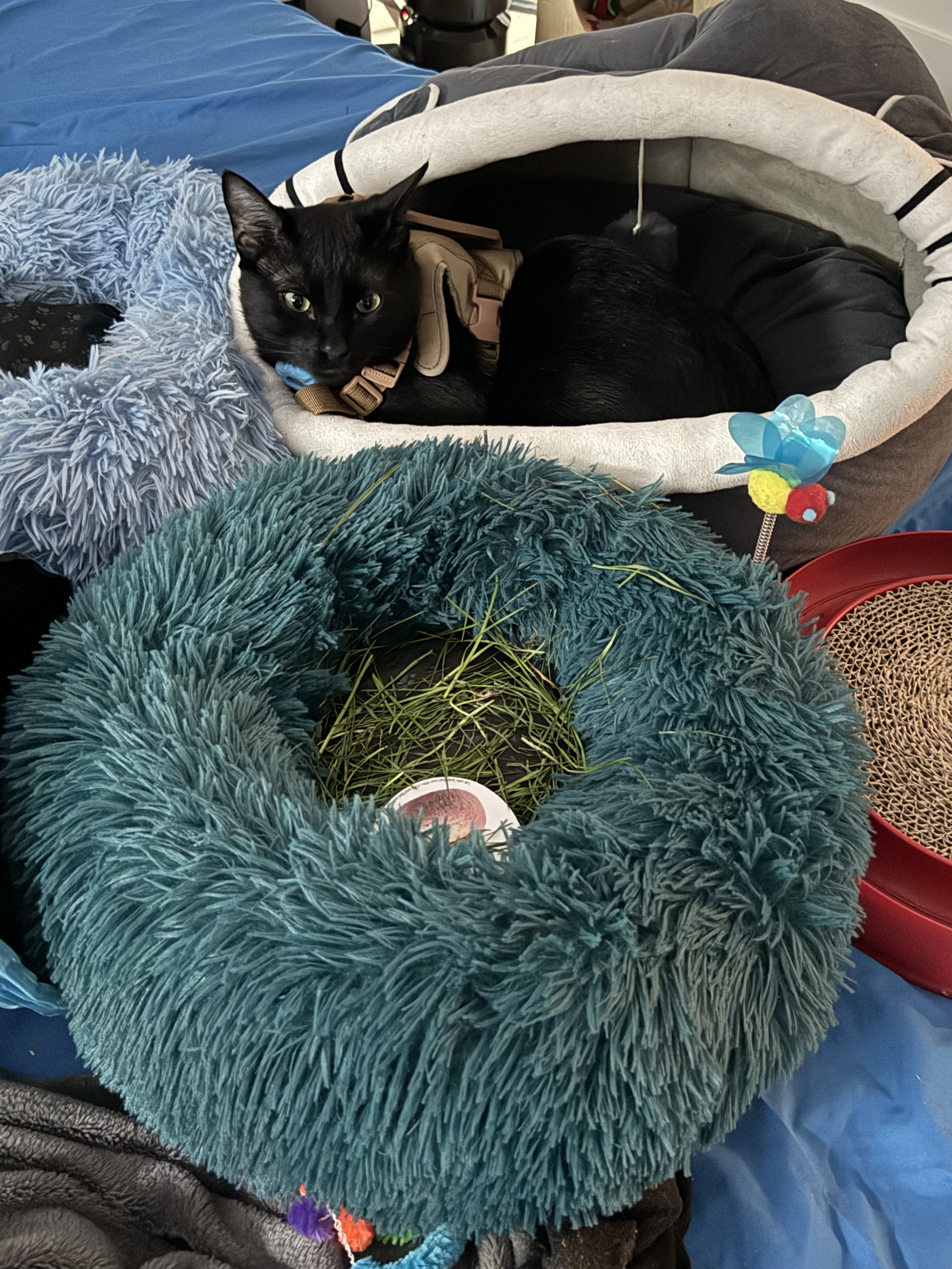 image-10