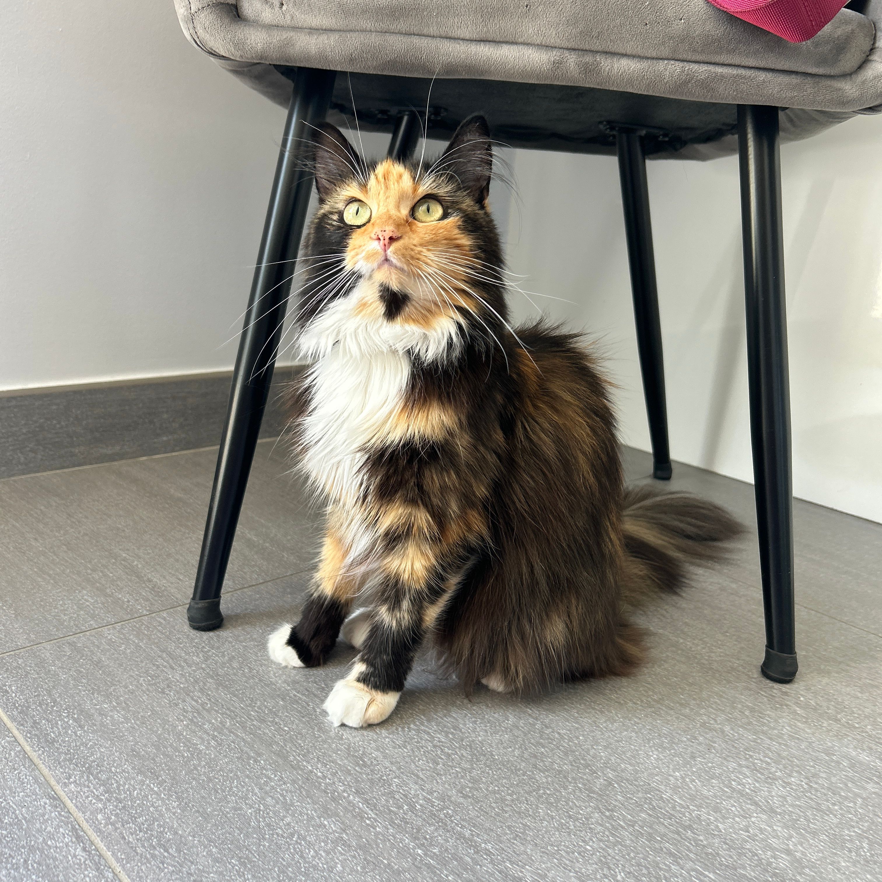 Pépite