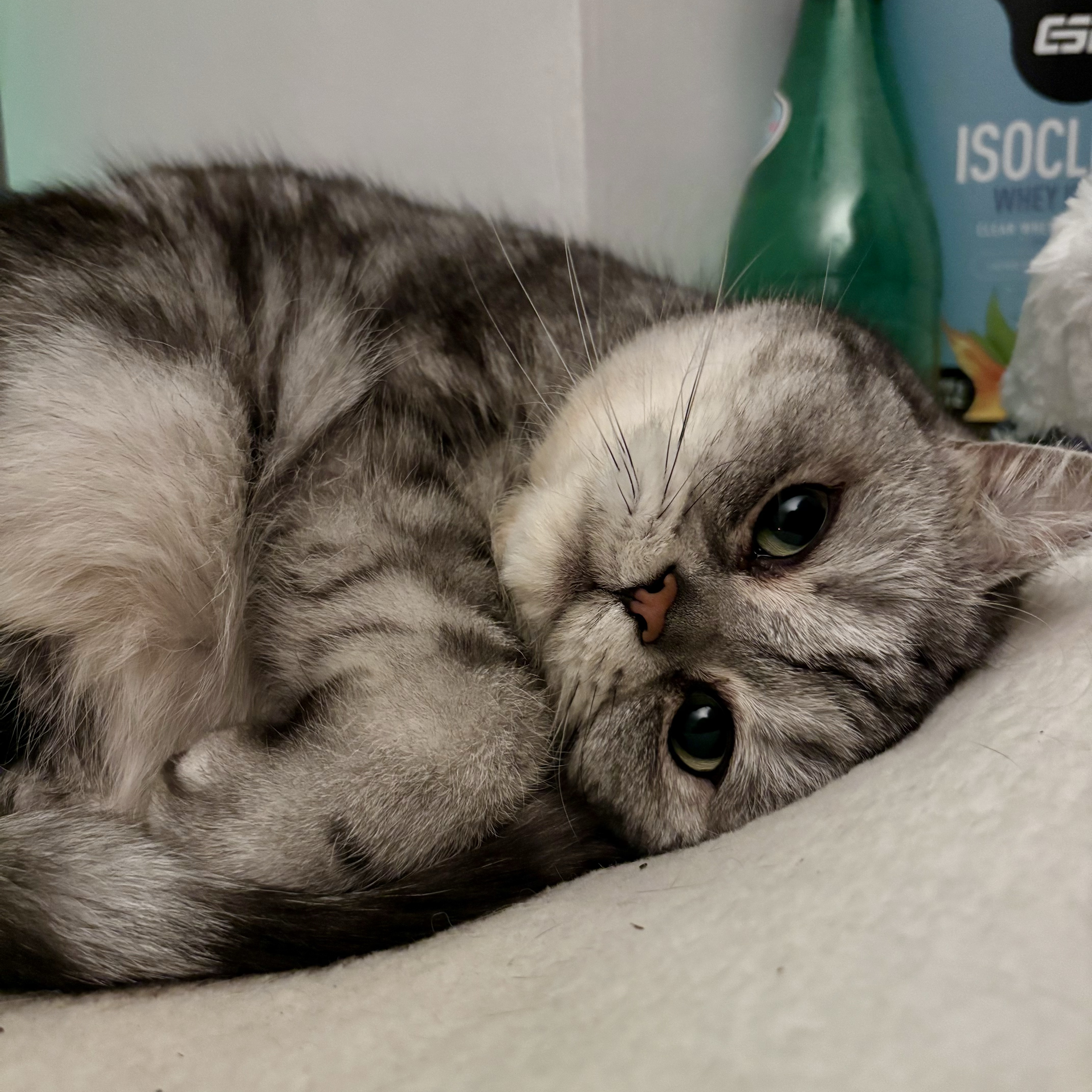 Ayla