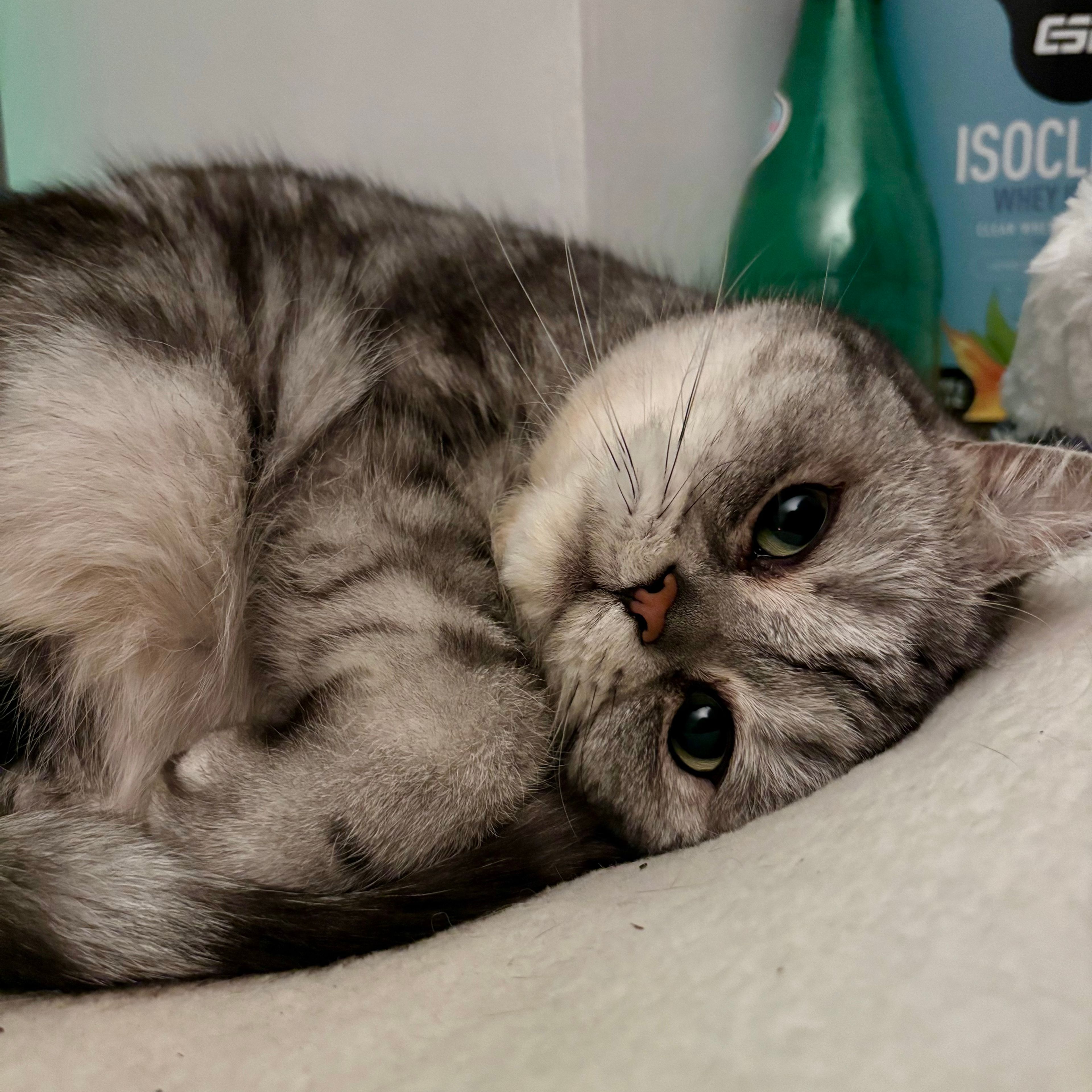 Ayla