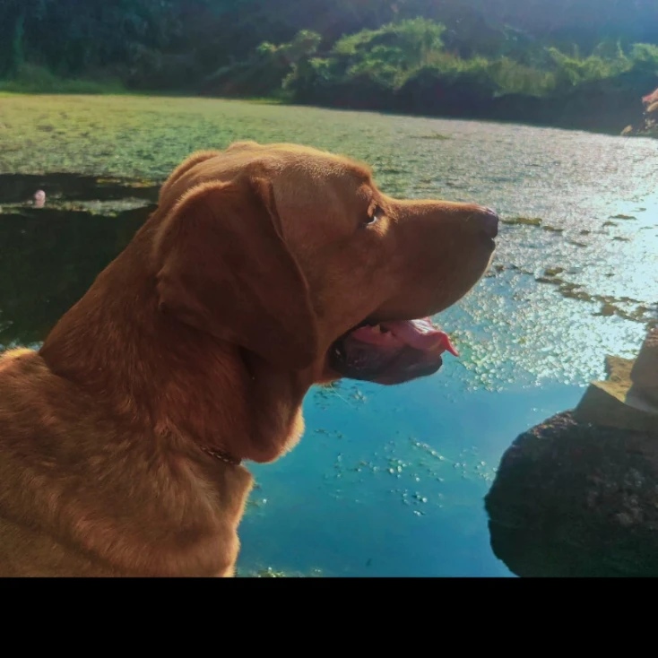 Toby