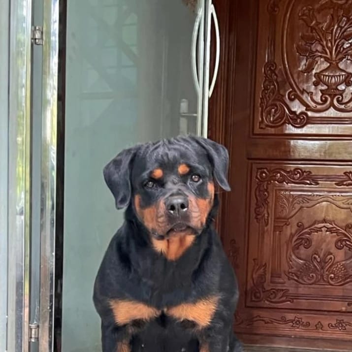 Bella