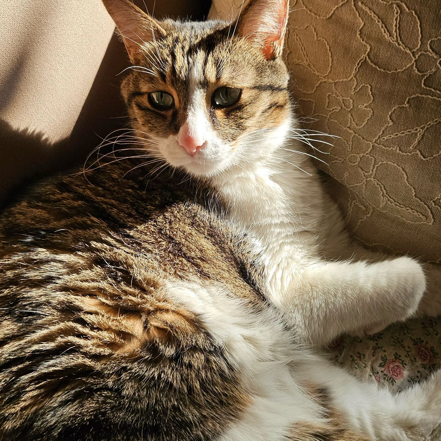 kitkat