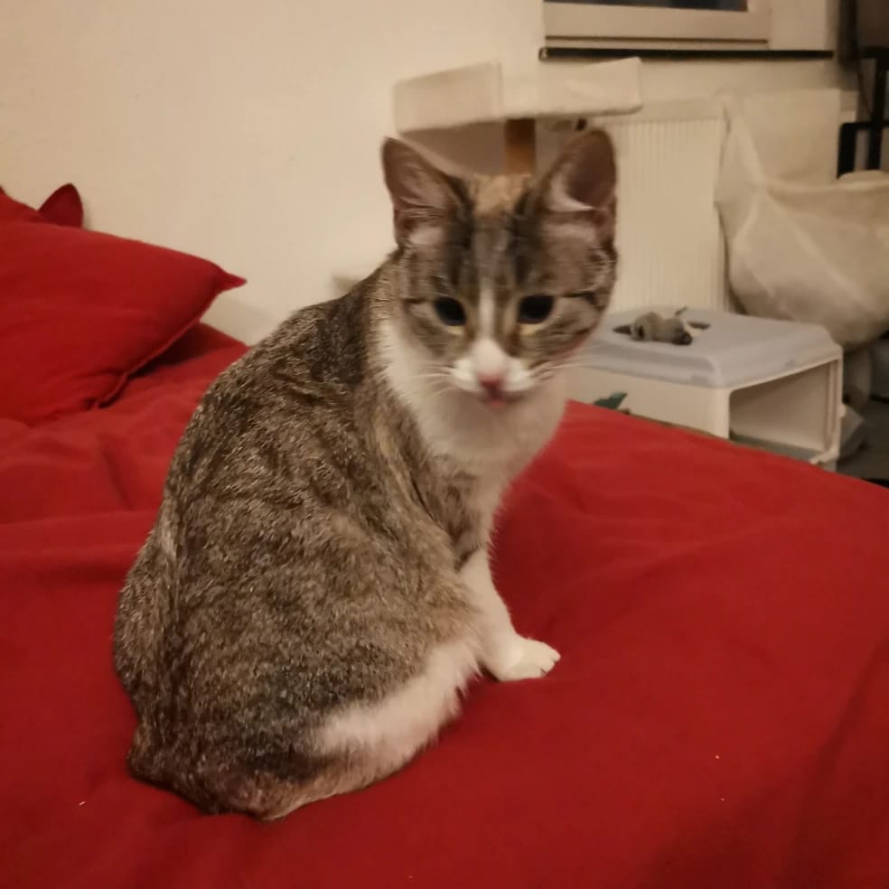 Tara