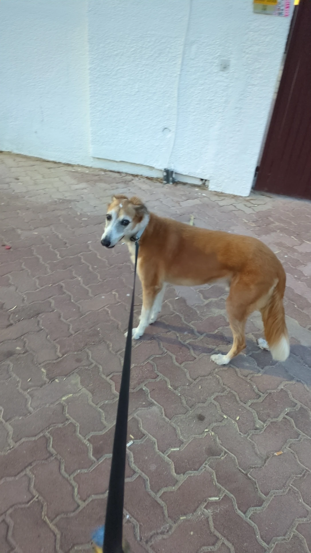 image-7