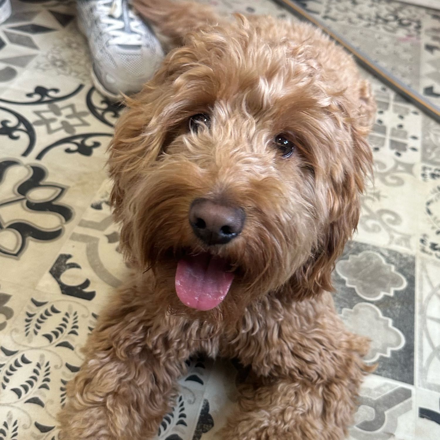 Cooper