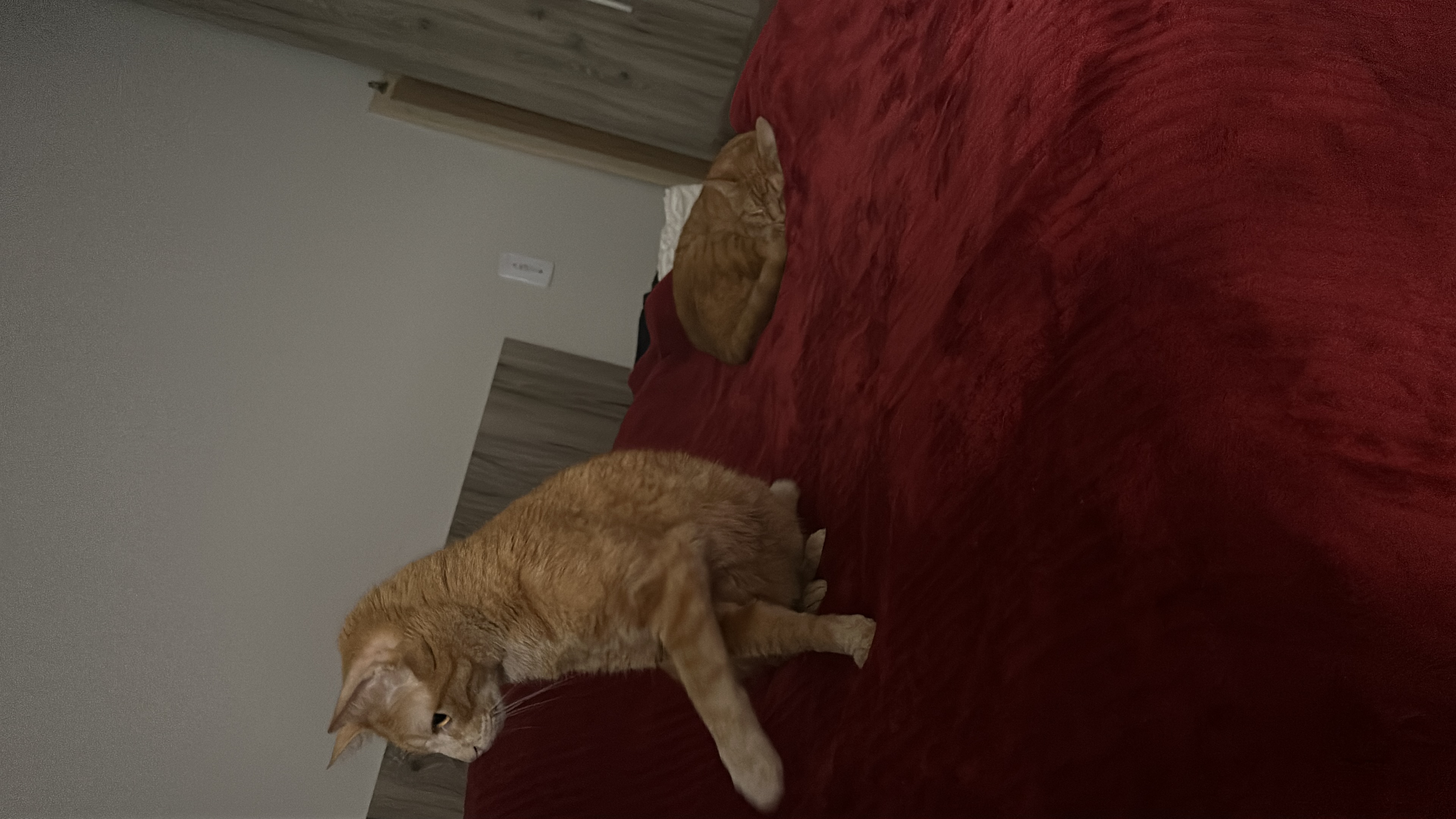 image-11