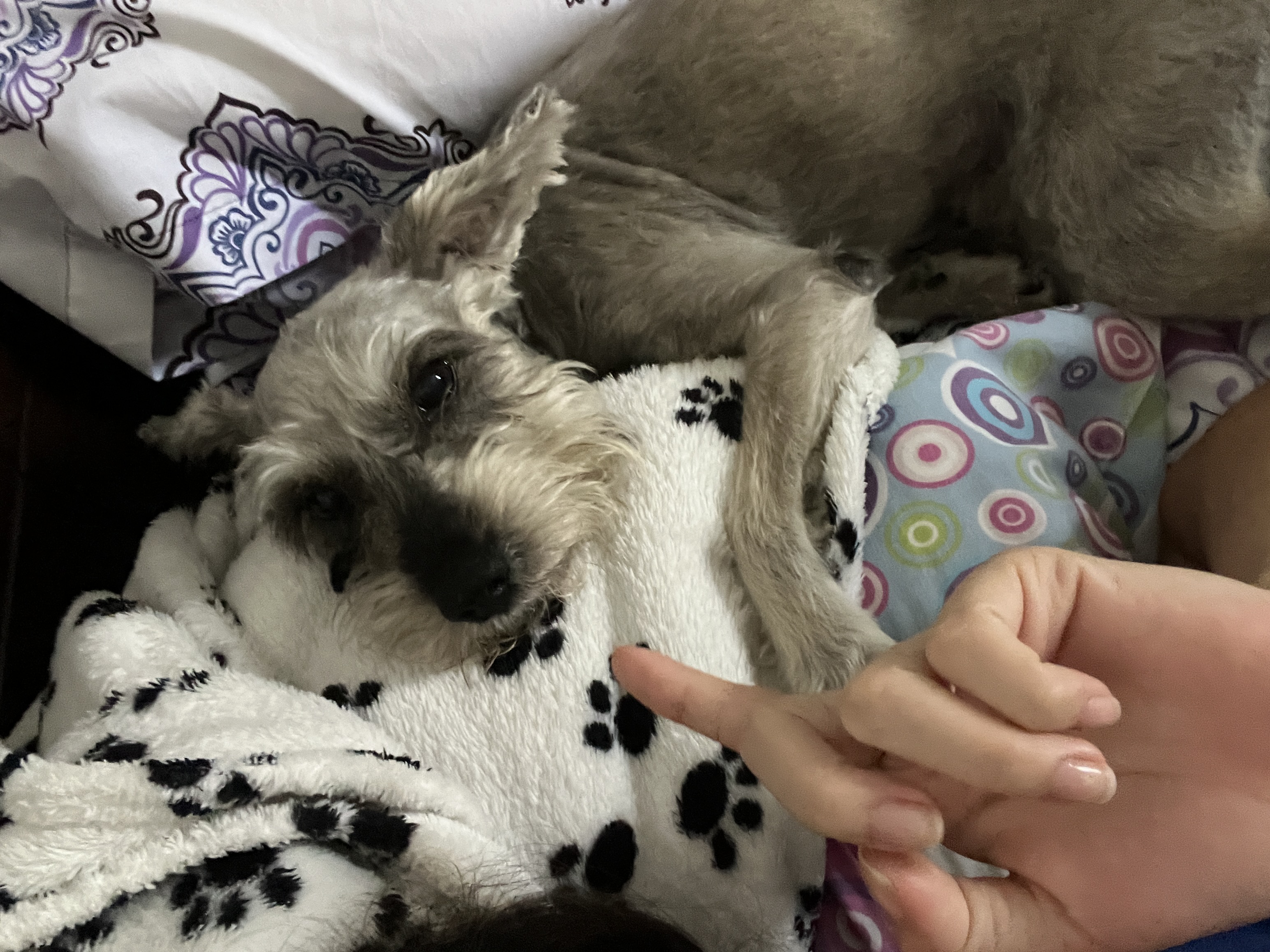 image-7