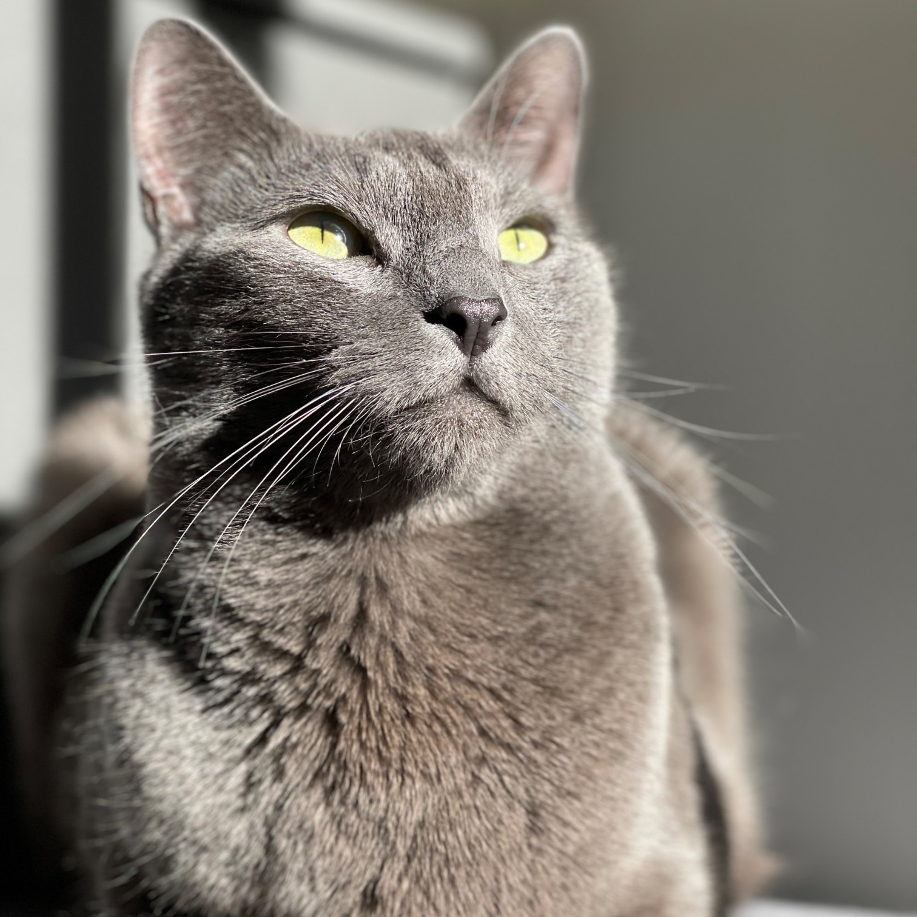 Loki