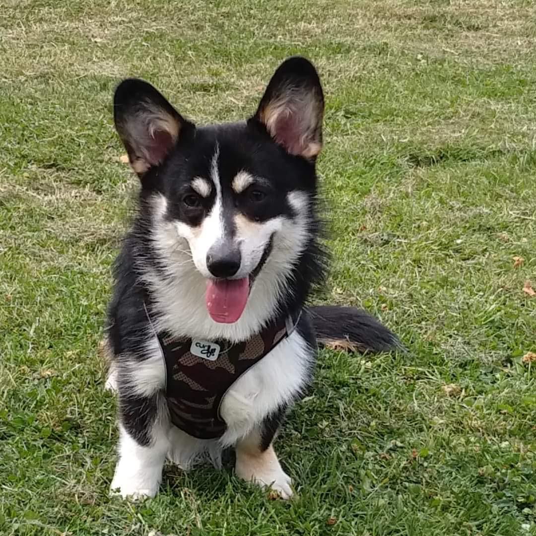 Apollo
