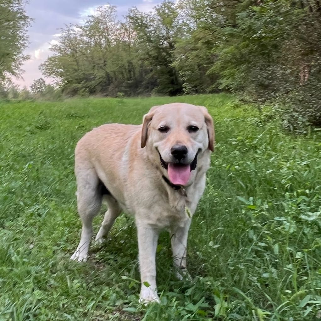 Nala