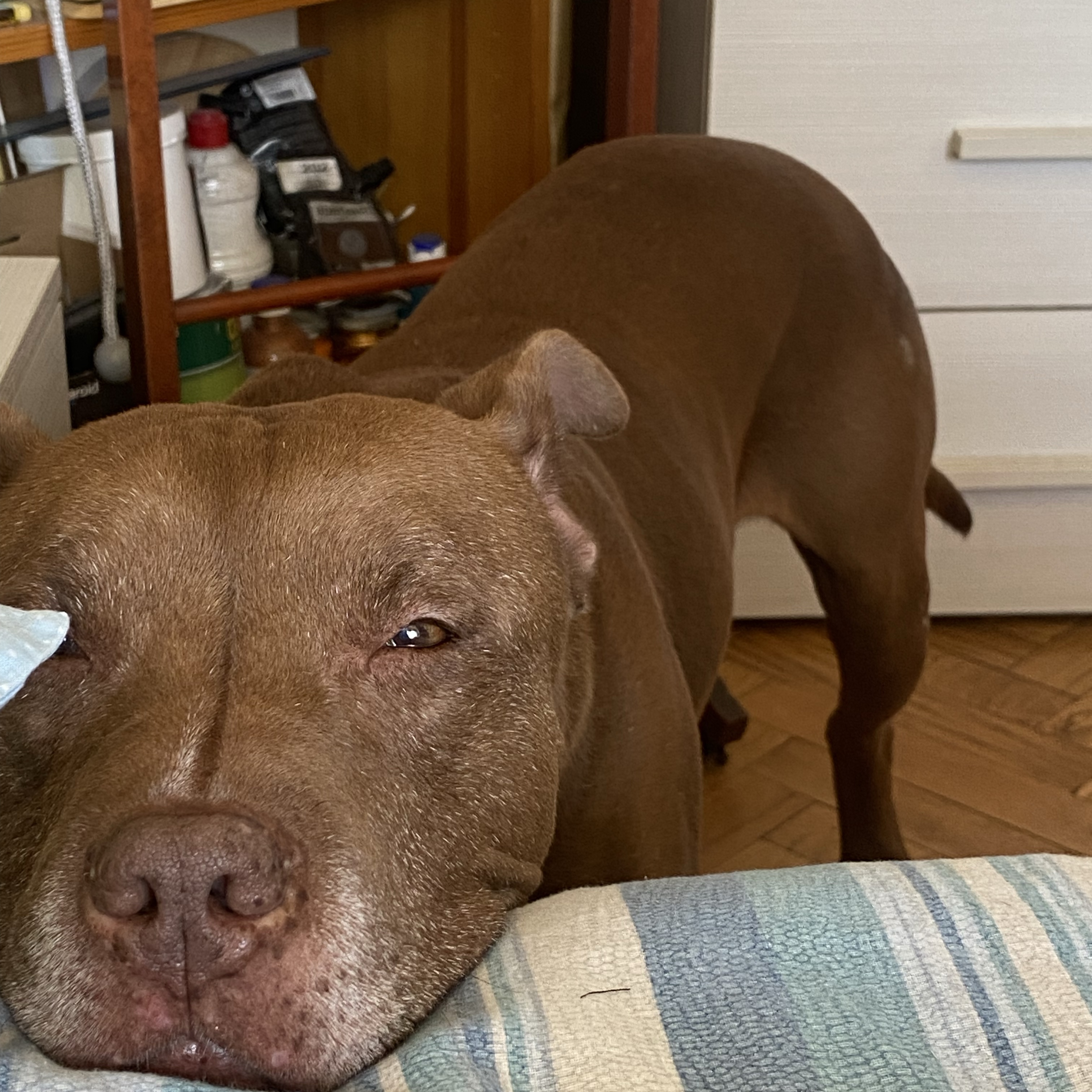 Domenico