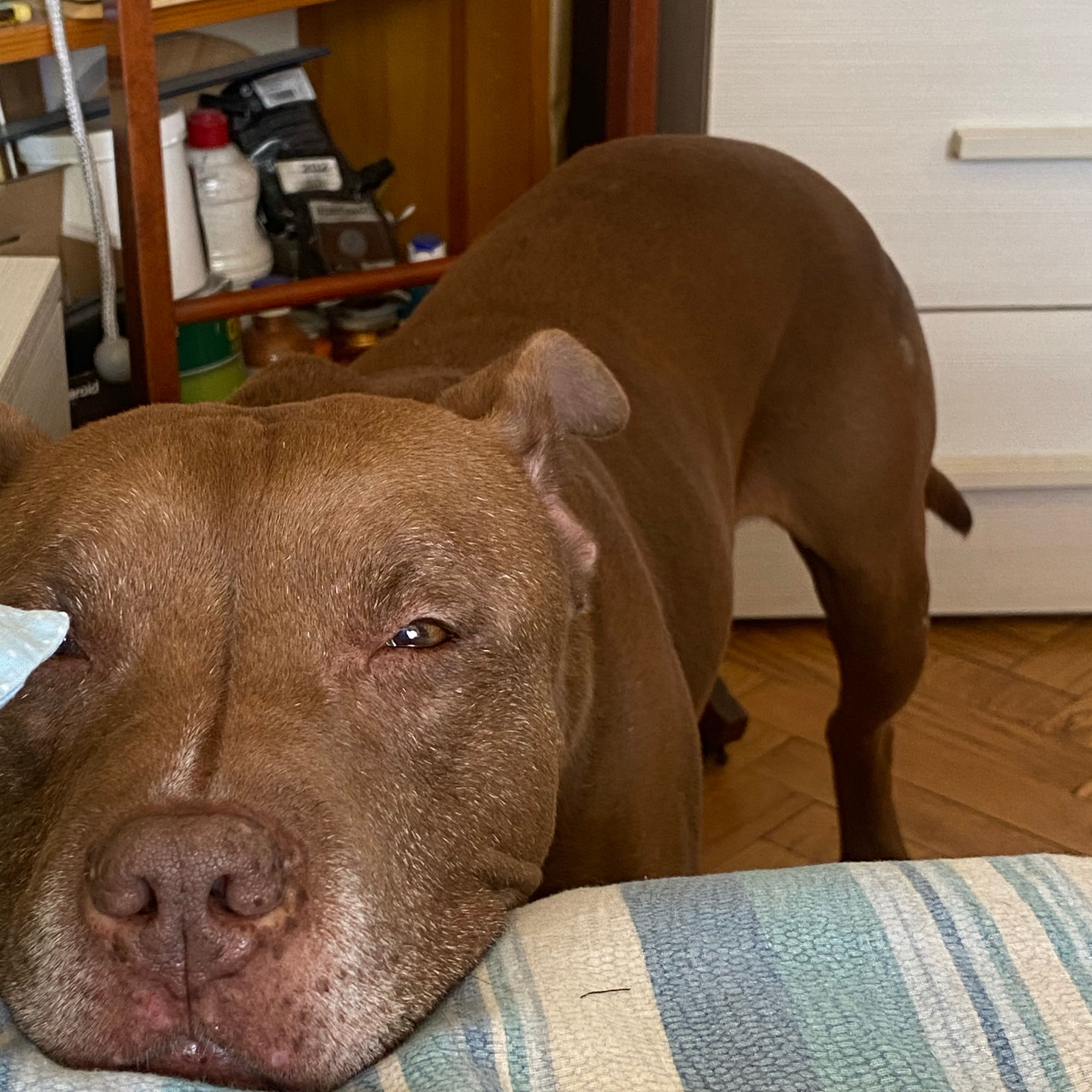 Domenico