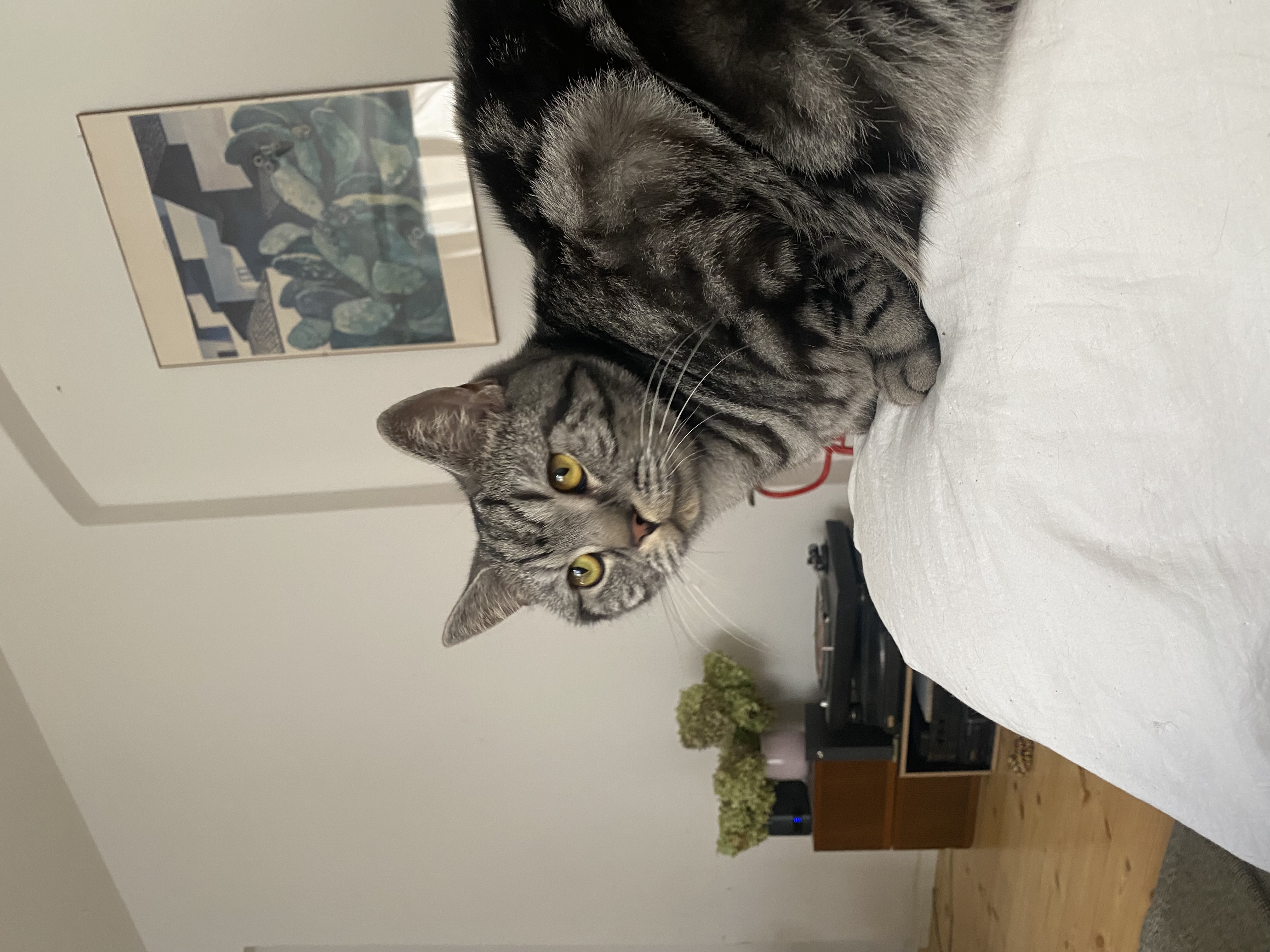 image-8