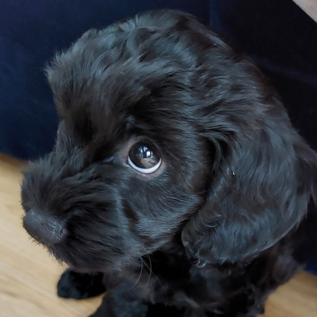 Bella