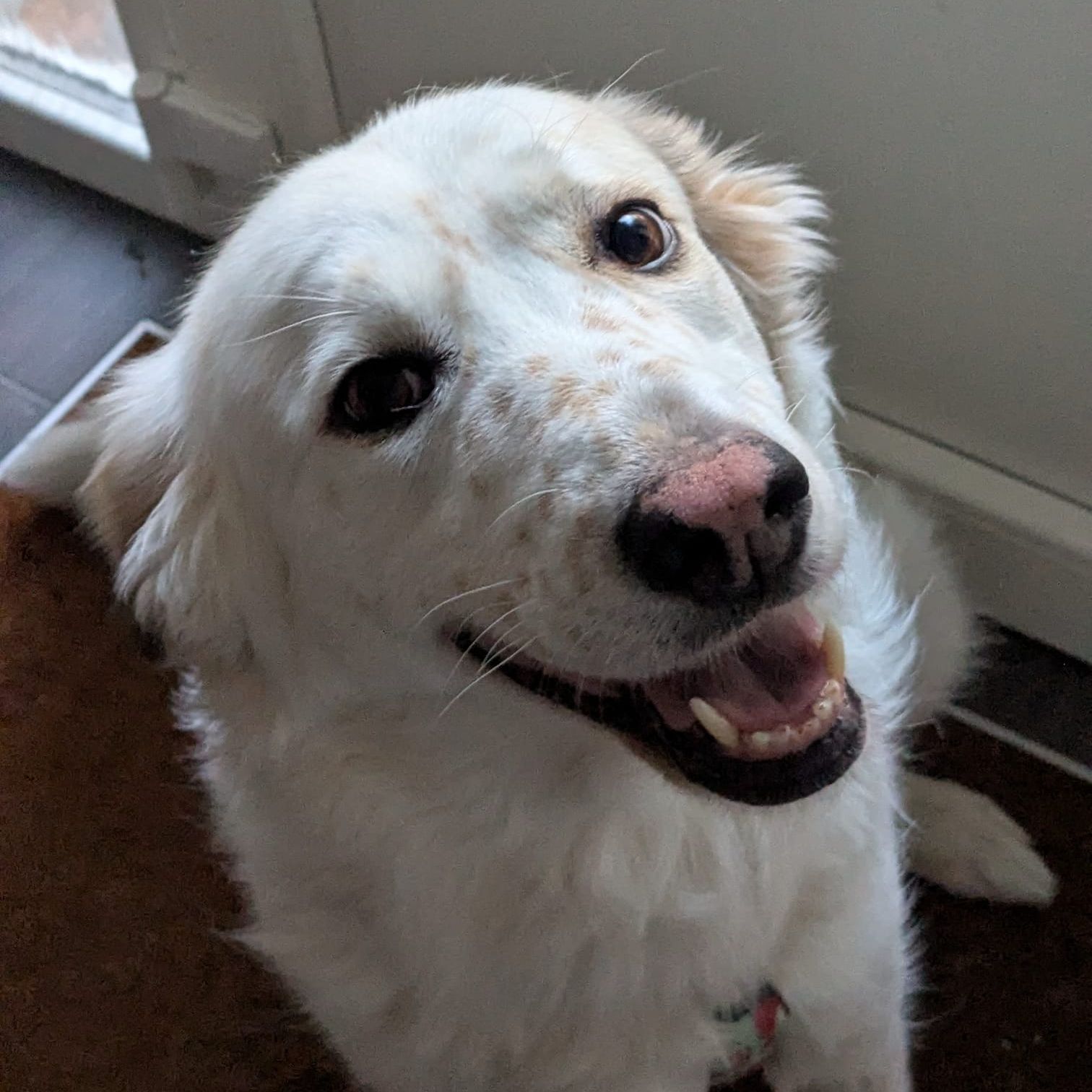 Bonnie
