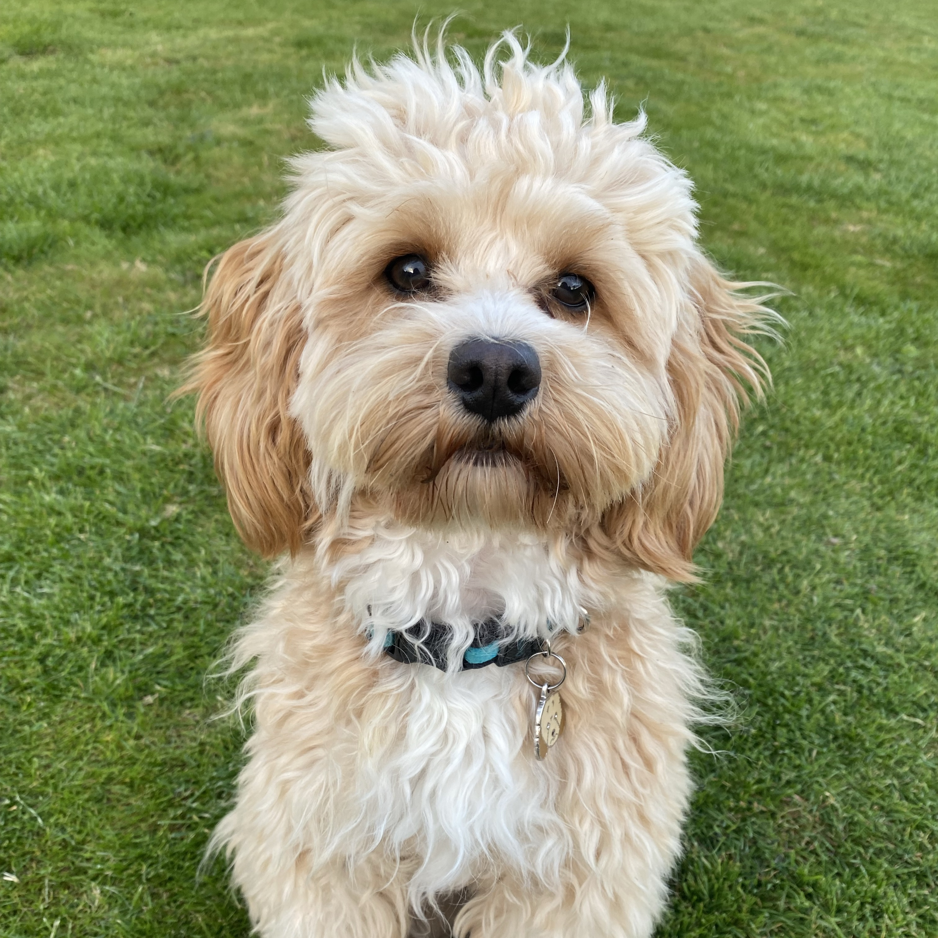Oscar 