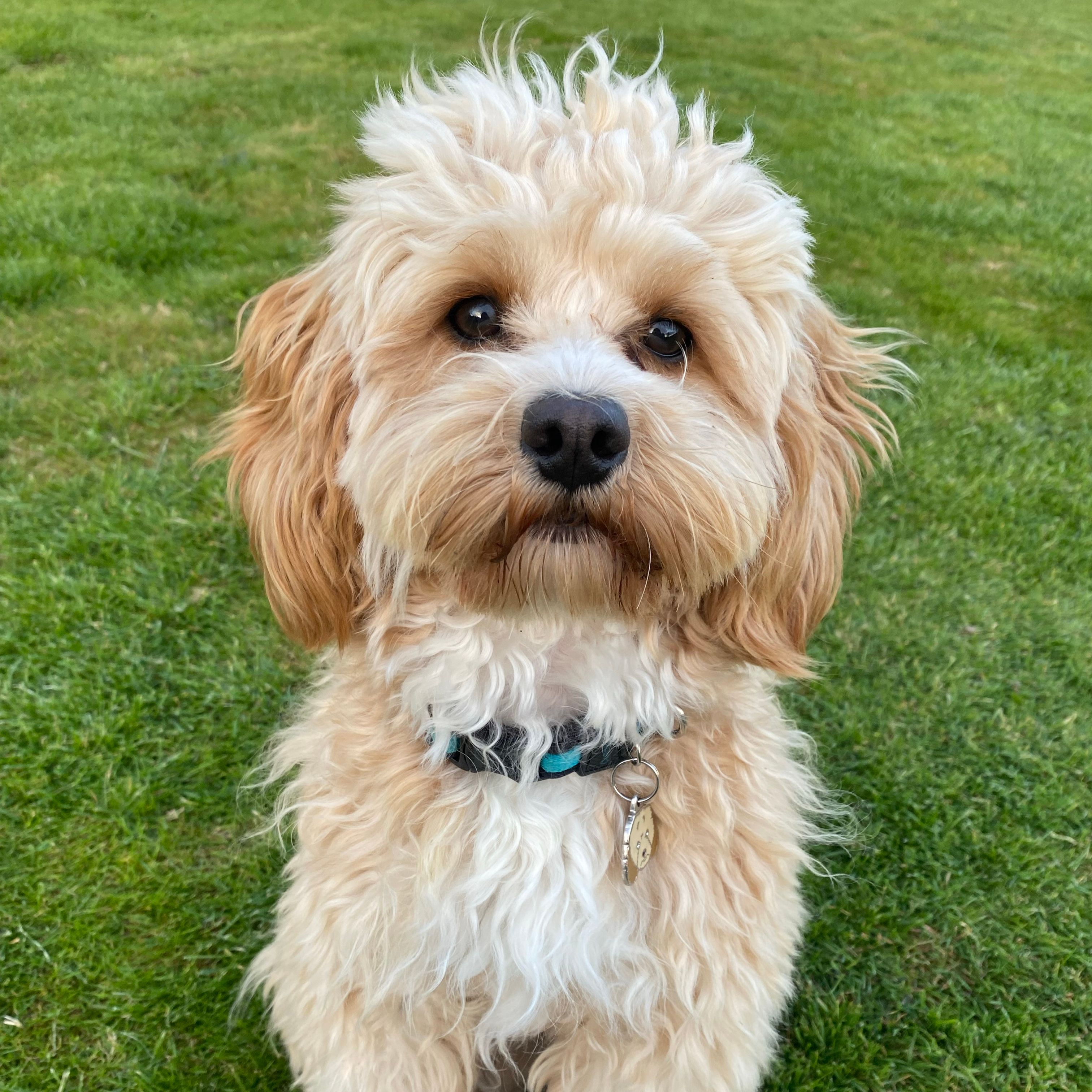 Oscar